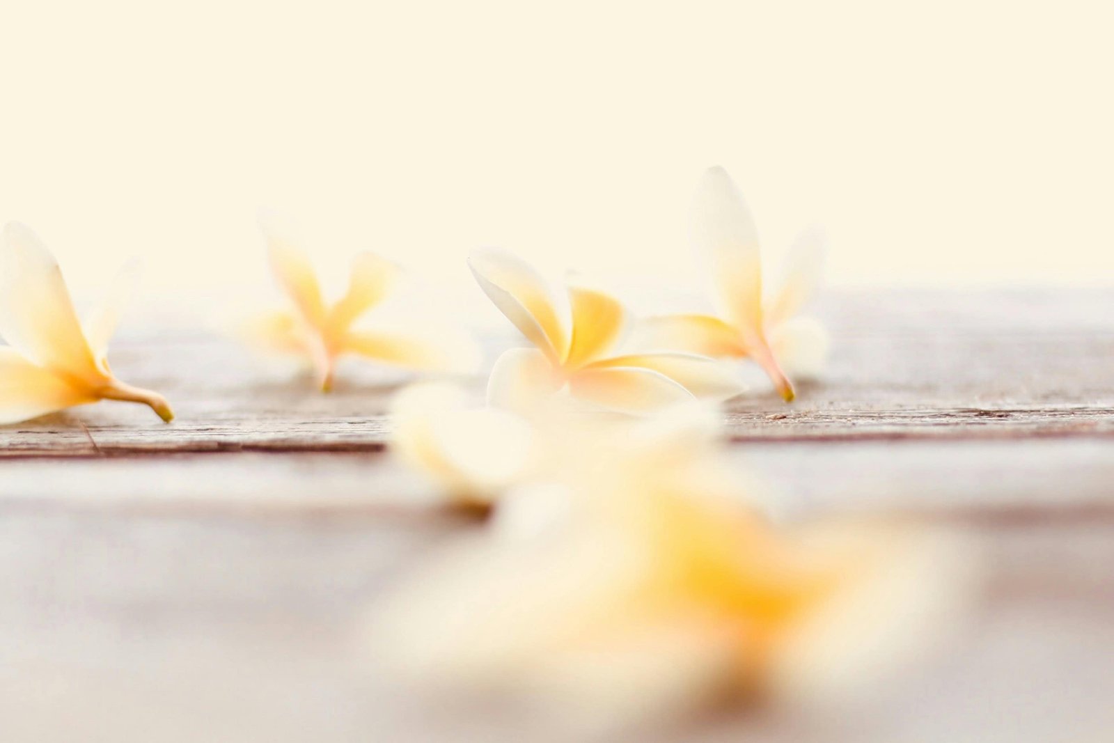 Le Tahaa Island: One Luxurious Resort and 8 Things To Do! 15 Vanilla flower