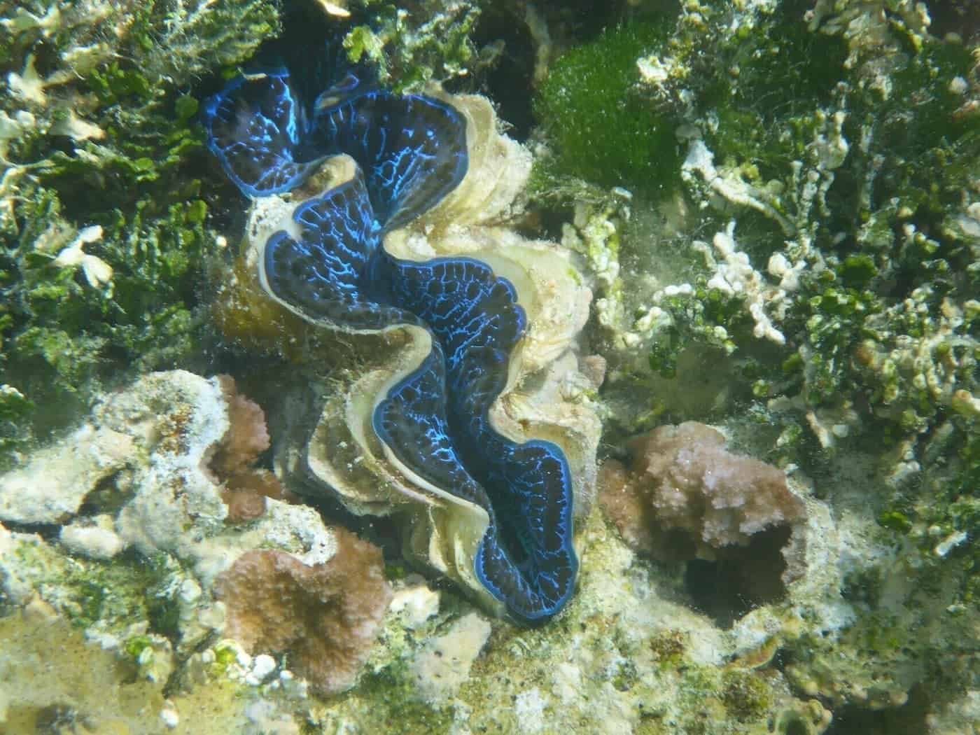 Traveling To French Polynesia: 26 Things You Must Know! 27 Coral Garden in Le Taha'a