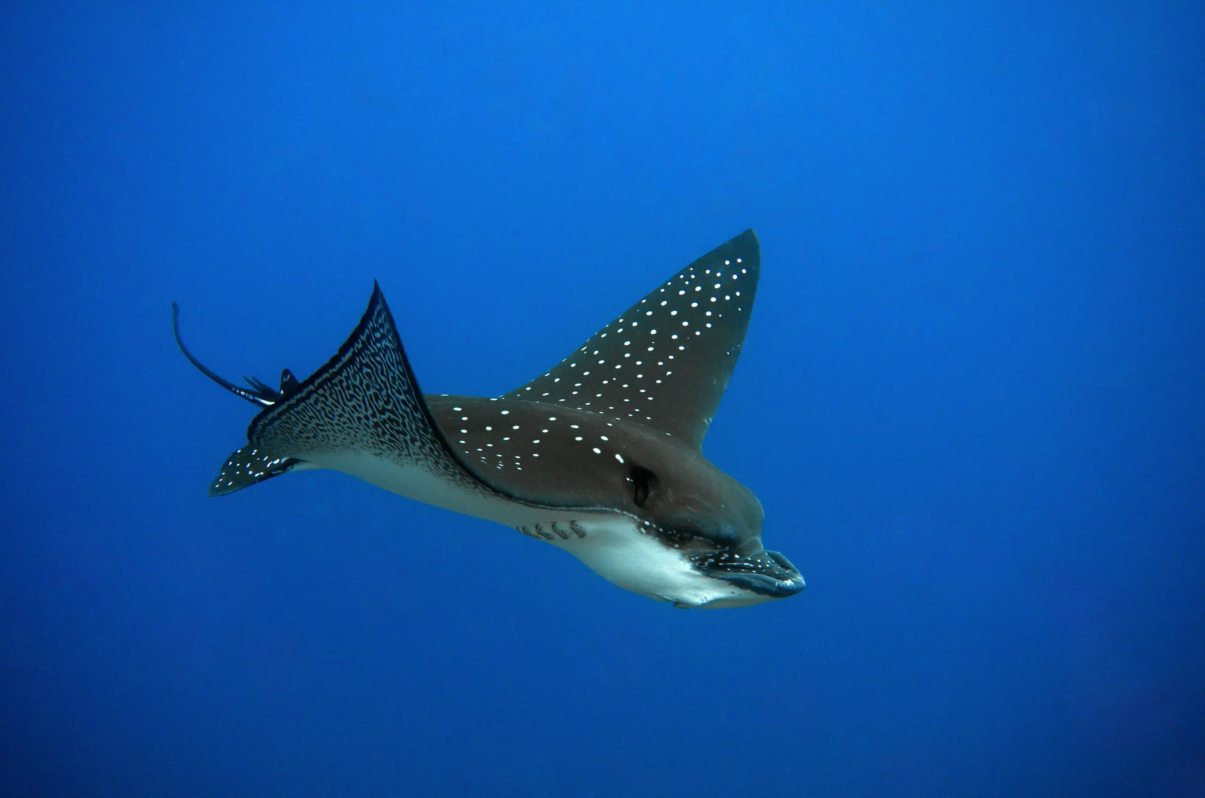 Eagle Ray