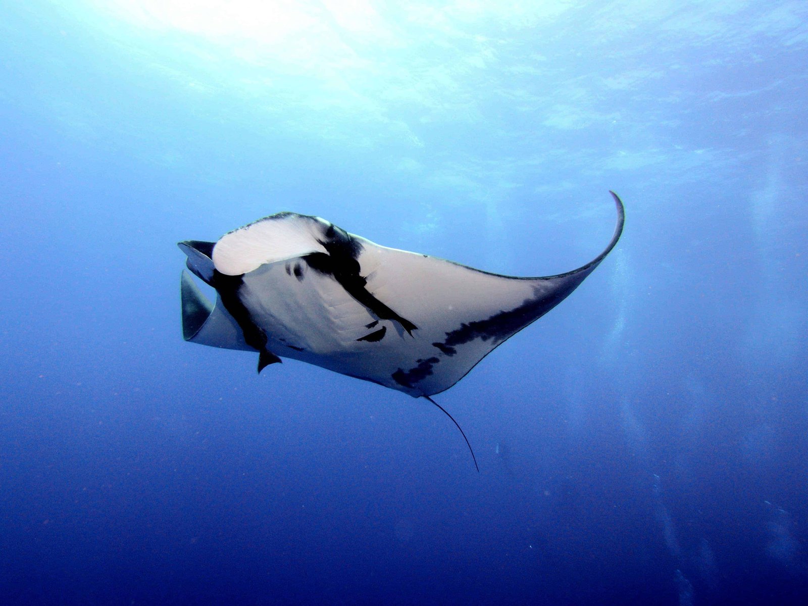 Scuba Diving at Bat Islands: DO or DON'T in 2026? 3 Manta Rays at Bat Islands