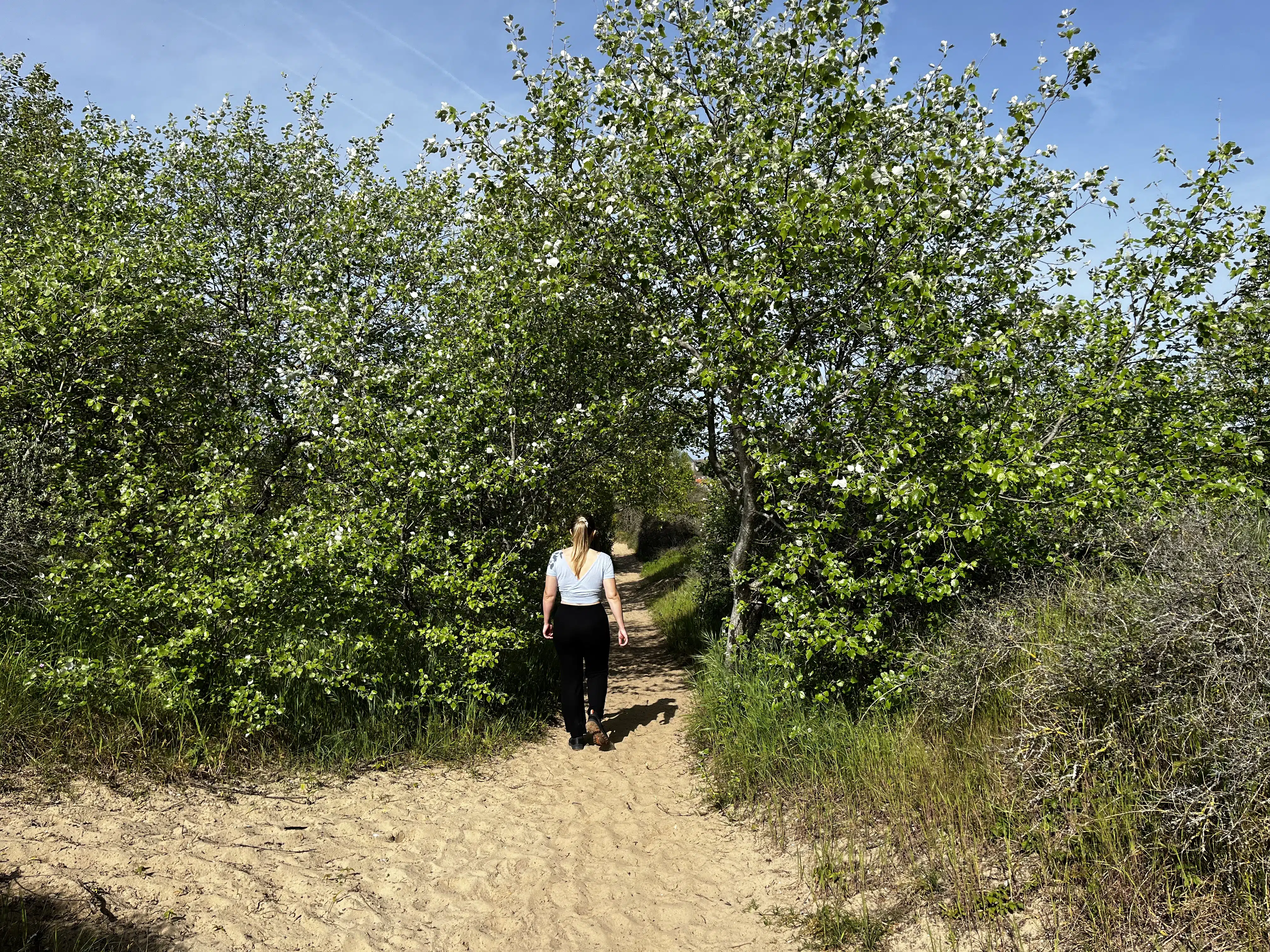Soft sands in the dunes