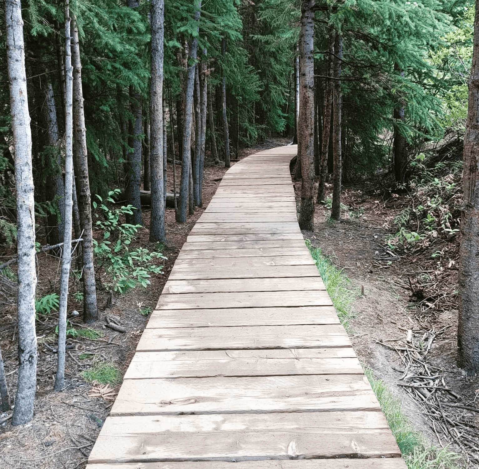 Breckenridge Troll Hike: Worth It (2026 Guide) 2 Path that leads to Breckenridge Troll