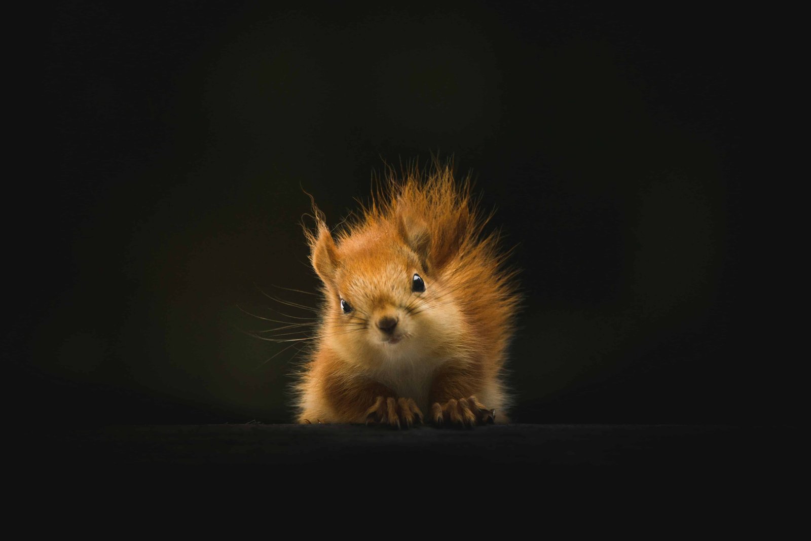 Leave No Trace Principle: Seven Key Points 9 Respect wildlife