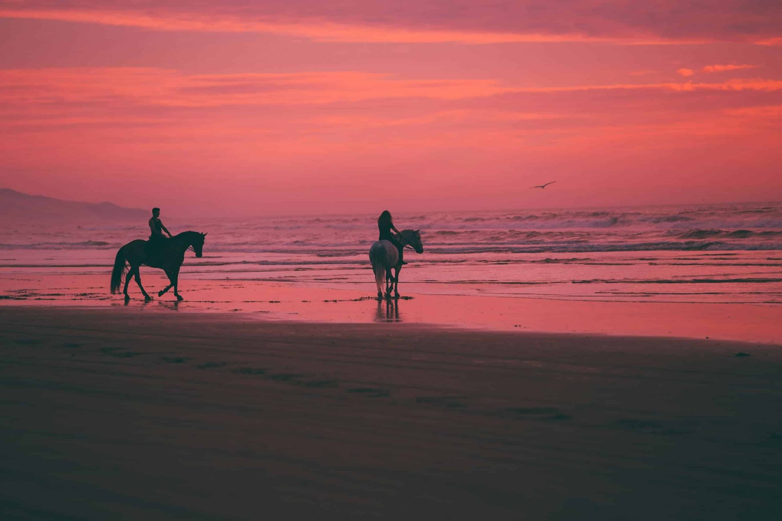 Horseback Riding Anna Maria Island in 2026 2 Horseback Riding Anna Maria Island
