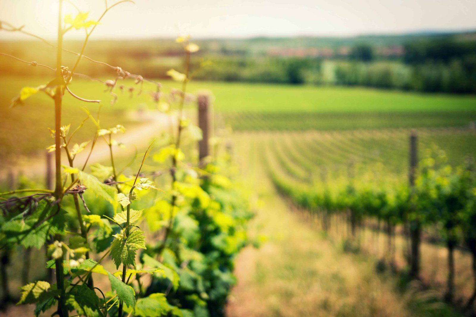 Four Days in Portugal: Lisbon, Sintra & Algarve Itinerary 17 Winery Algarve