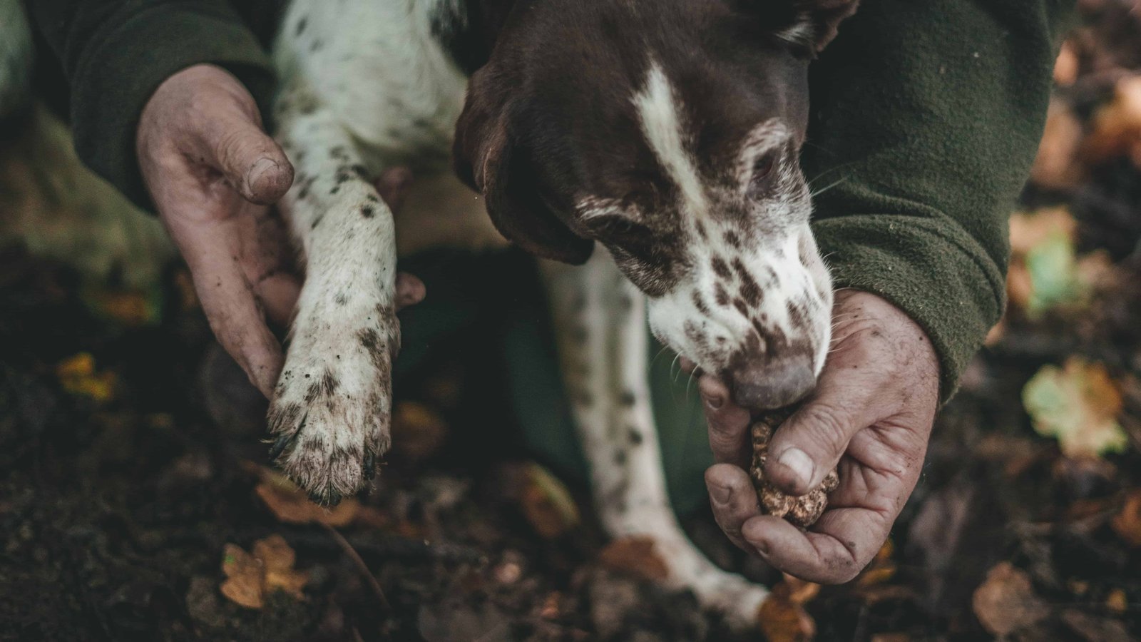 Emilia Romagna Tours: What Are The Best Tours In Bologna? 12 Truffle hunting tour
