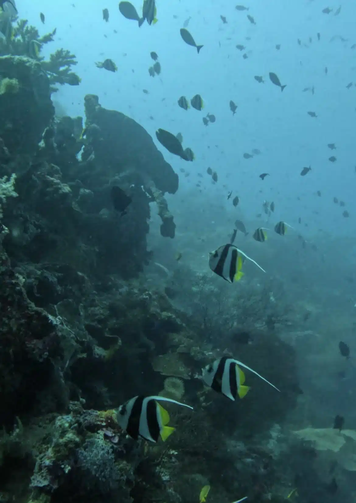 vertical drop-offs at the underwater island