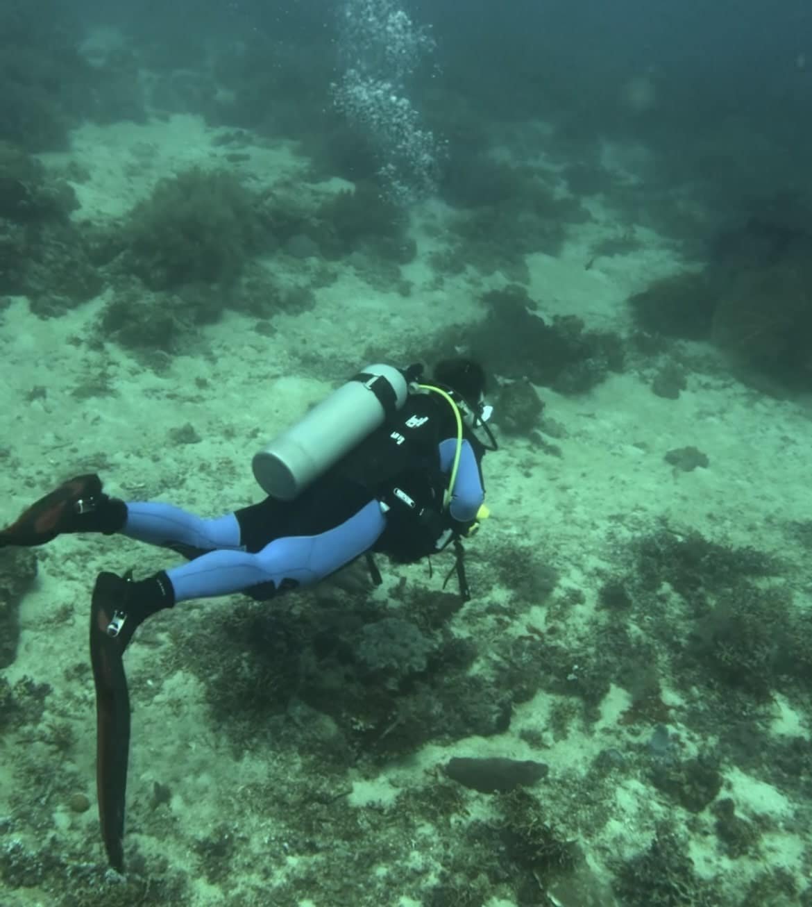 Menjangan Island: WHY BEST Secret Dive Site in Bali? 7 Menjangan Island