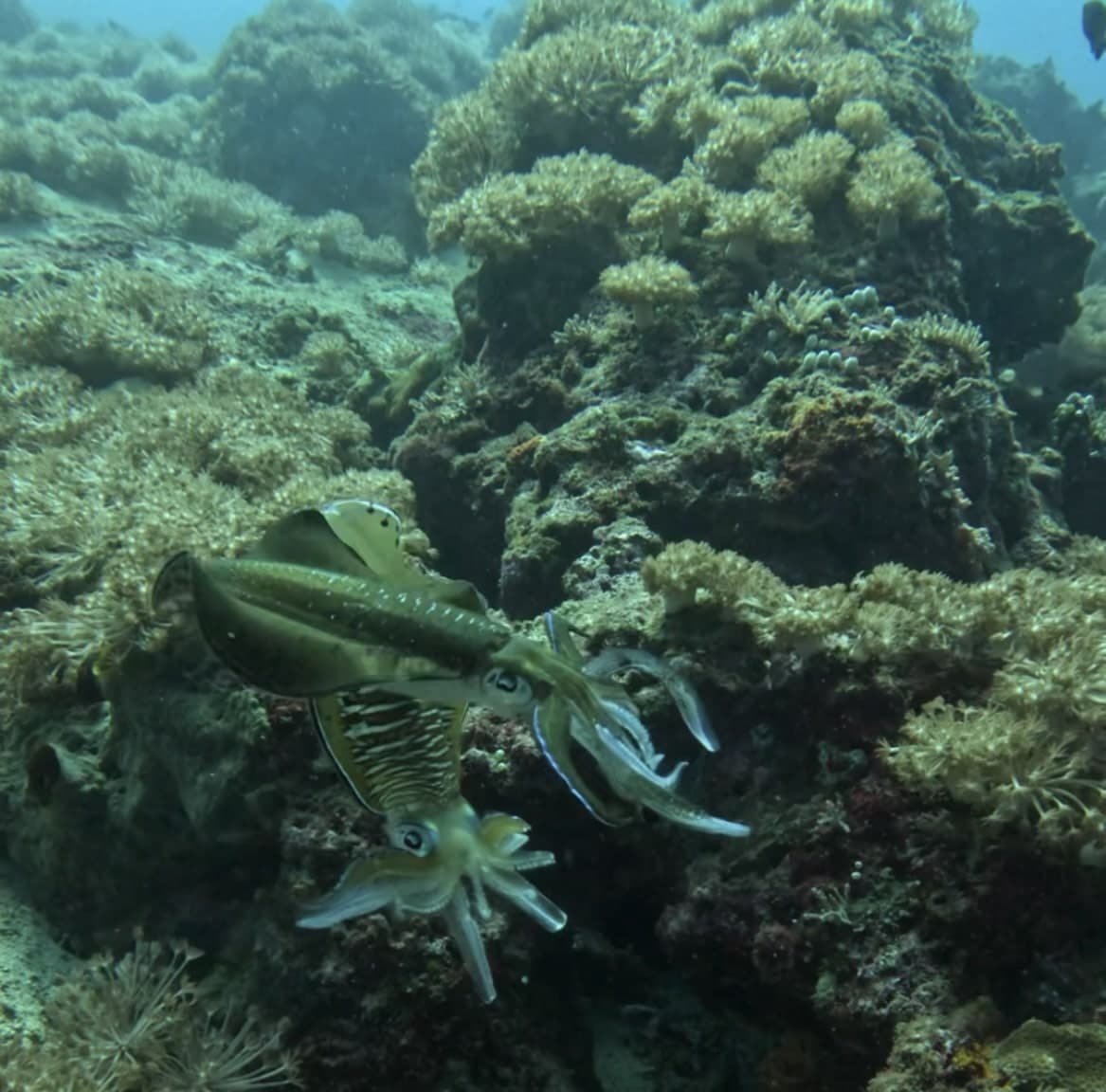 Menjangan Island: WHY BEST Secret Dive Site in Bali? 10 Menjangan Island
