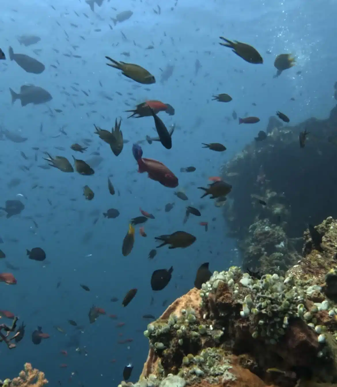 Fish at the USAT Liberty Shipwreck