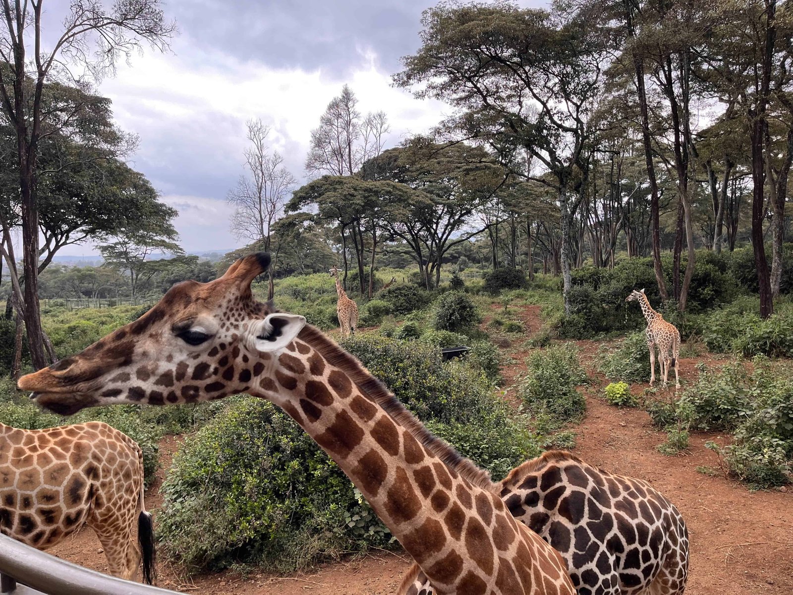 Visiting Giraffe Park Nairobi, Tickets, Tips, and Honest Review 2 Rothshield Giraffe