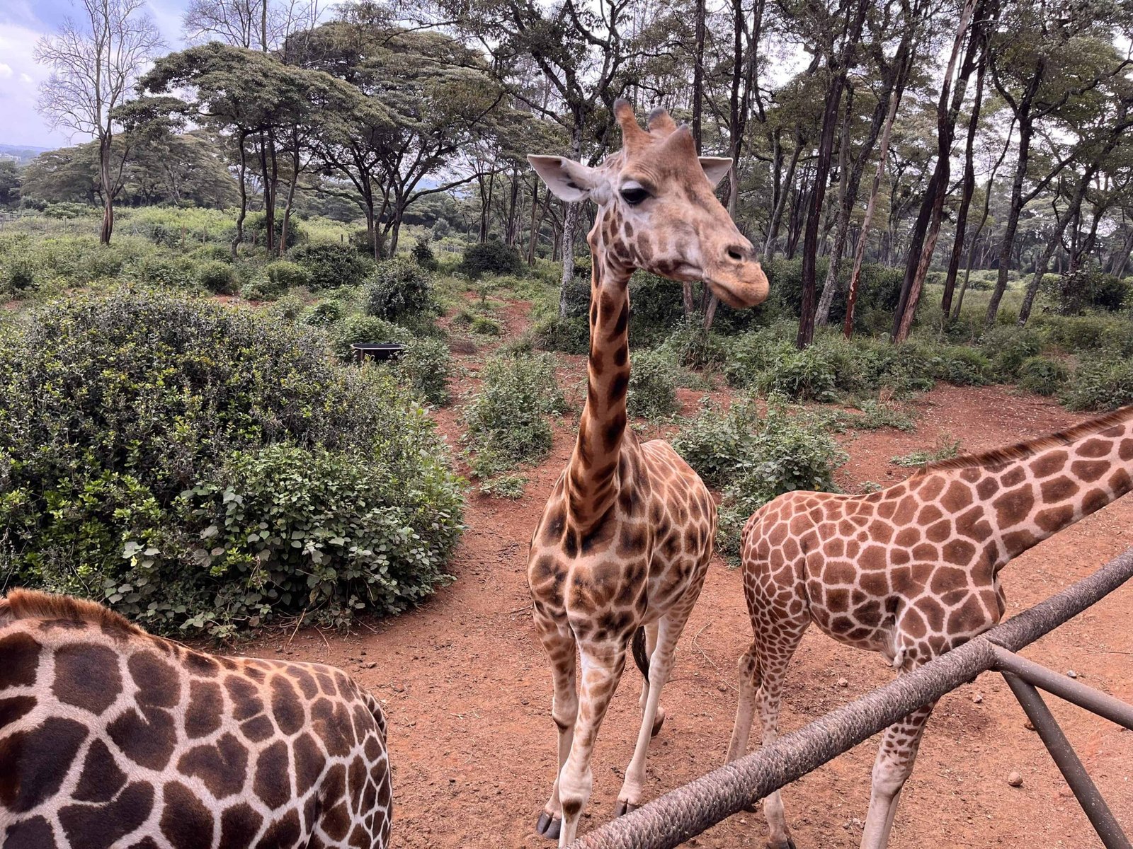 Visiting Giraffe Park Nairobi, Tickets, Tips, and Honest Review 1 Giraffe Park Nairobi