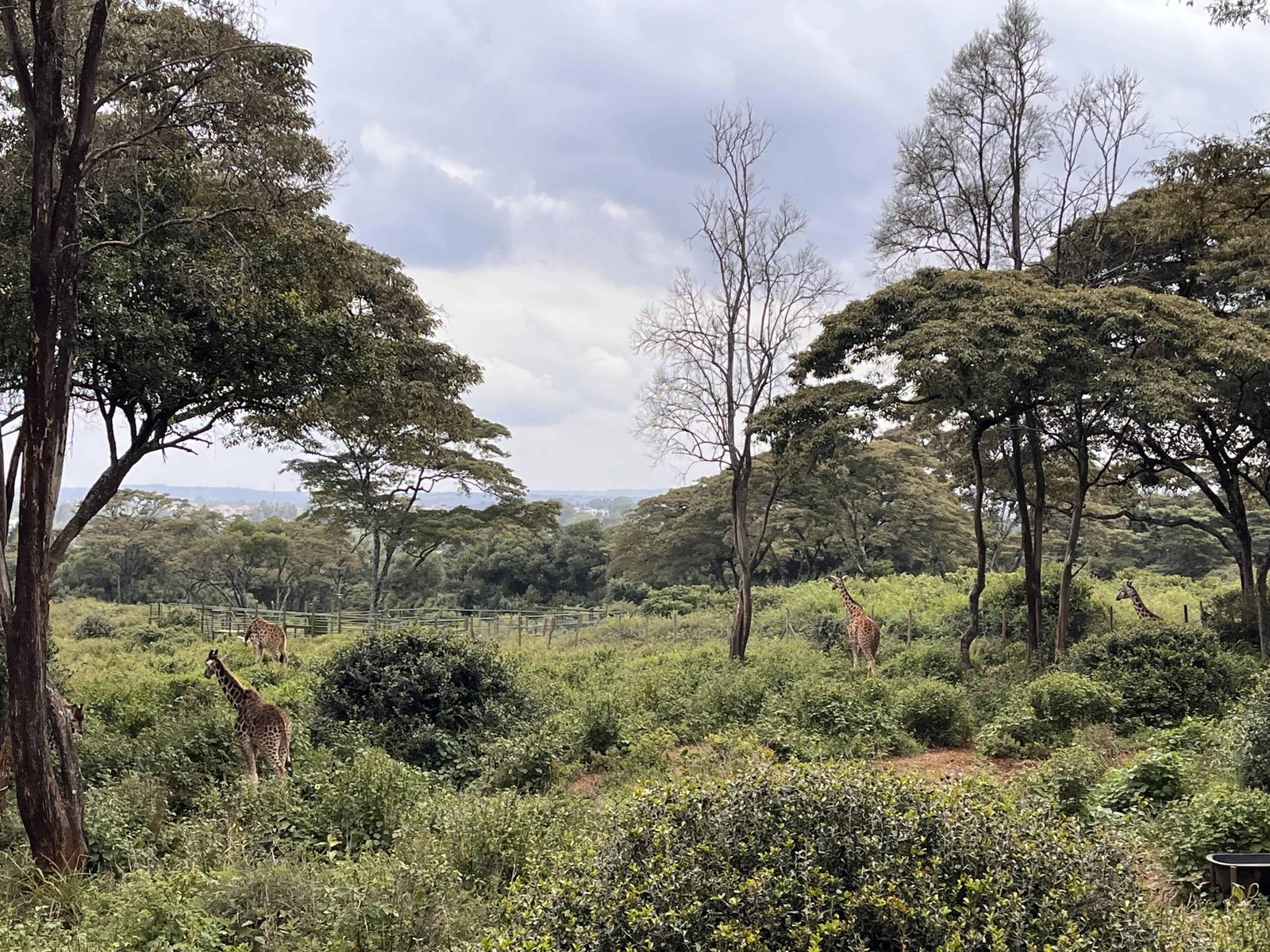 Visiting Giraffe Park Nairobi, Tickets, Tips, and Honest Review 17 View from the pontoon