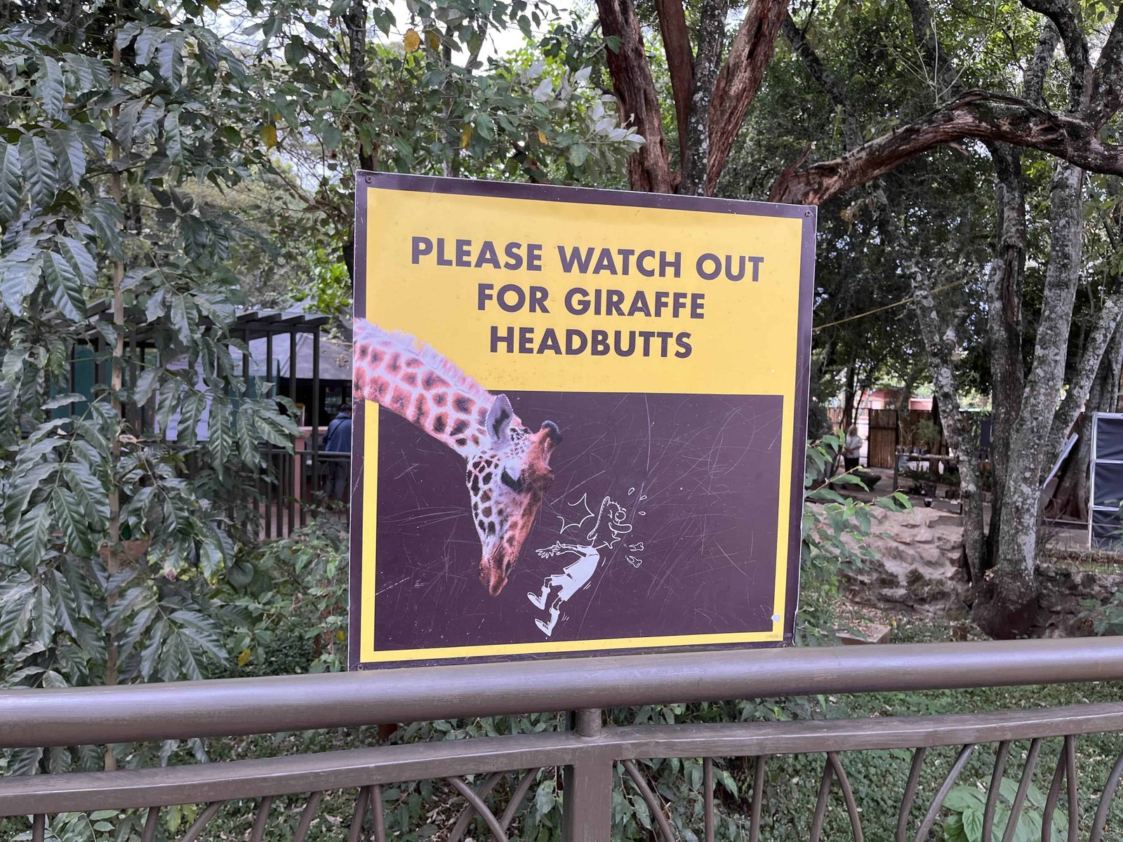 Visiting Giraffe Park Nairobi, Tickets, Tips, and Honest Review 11 Watch out for the headbutts of the Rothshield Giraffes
