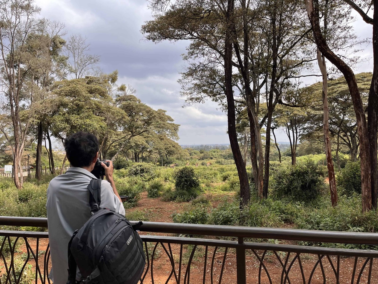 Visiting Giraffe Park Nairobi, Tickets, Tips, and Honest Review 15 View from where you feed the giraffes