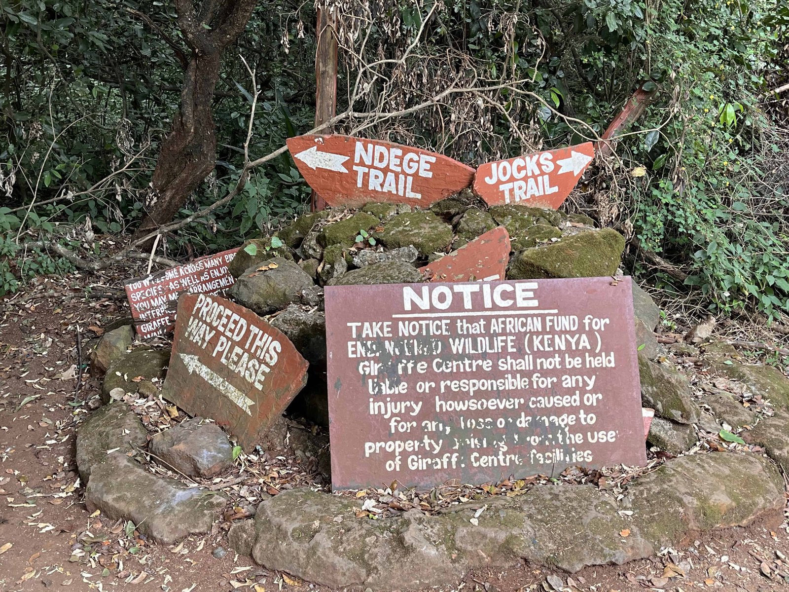 Visiting Giraffe Park Nairobi, Tickets, Tips, and Honest Review 3 Hike in Giraffe Park Nairobi