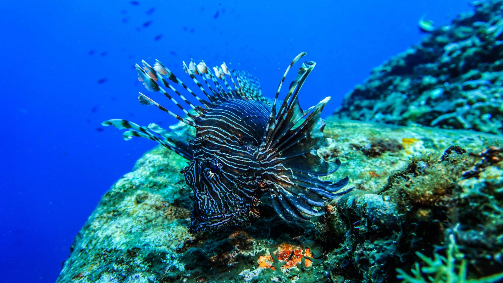 WHY Diving At The USAT Liberty Shipwreck? FULL GUIDE 15 Fish in Bali