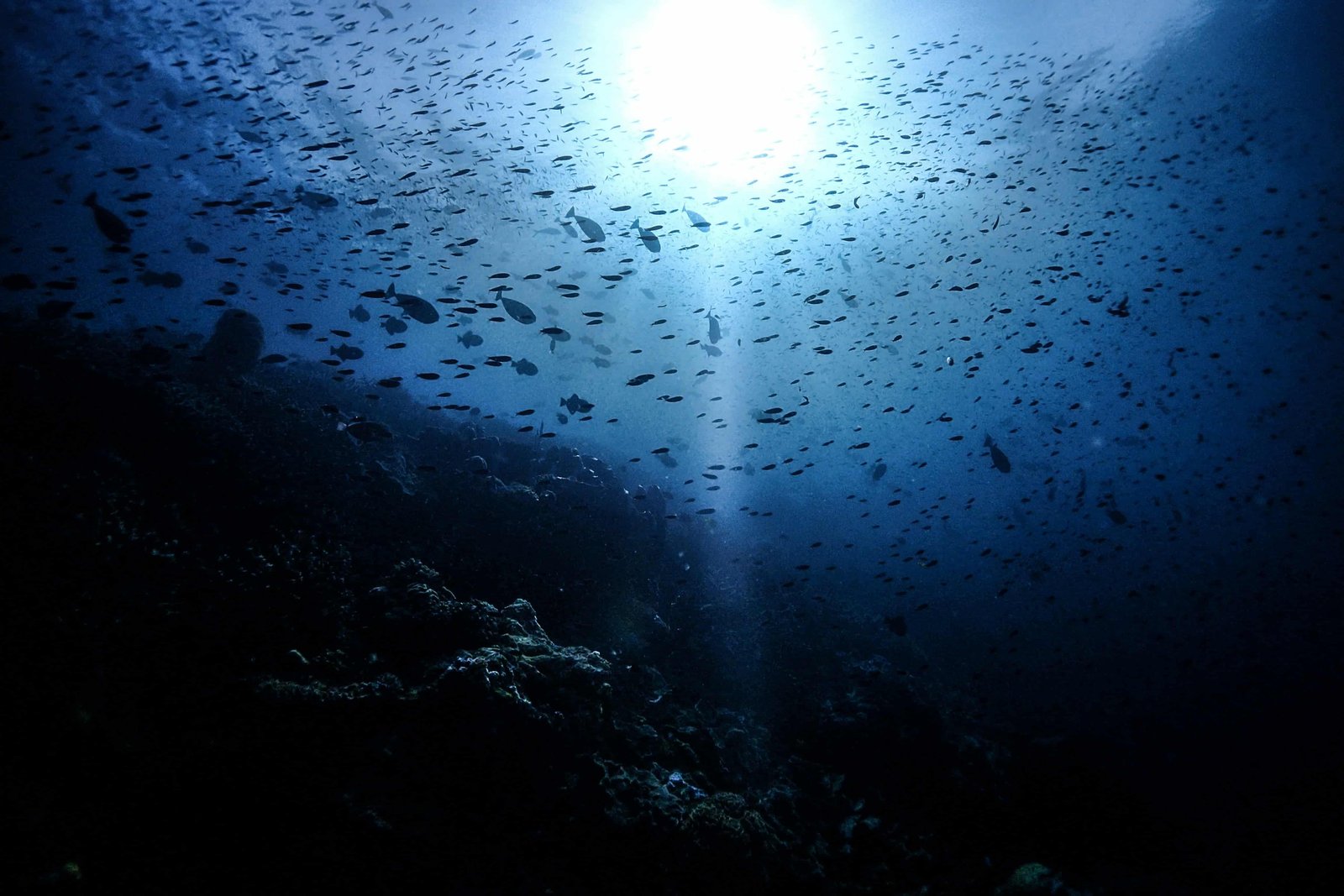 WHY Diving At The USAT Liberty Shipwreck? FULL GUIDE 5 School of fish at the diving site