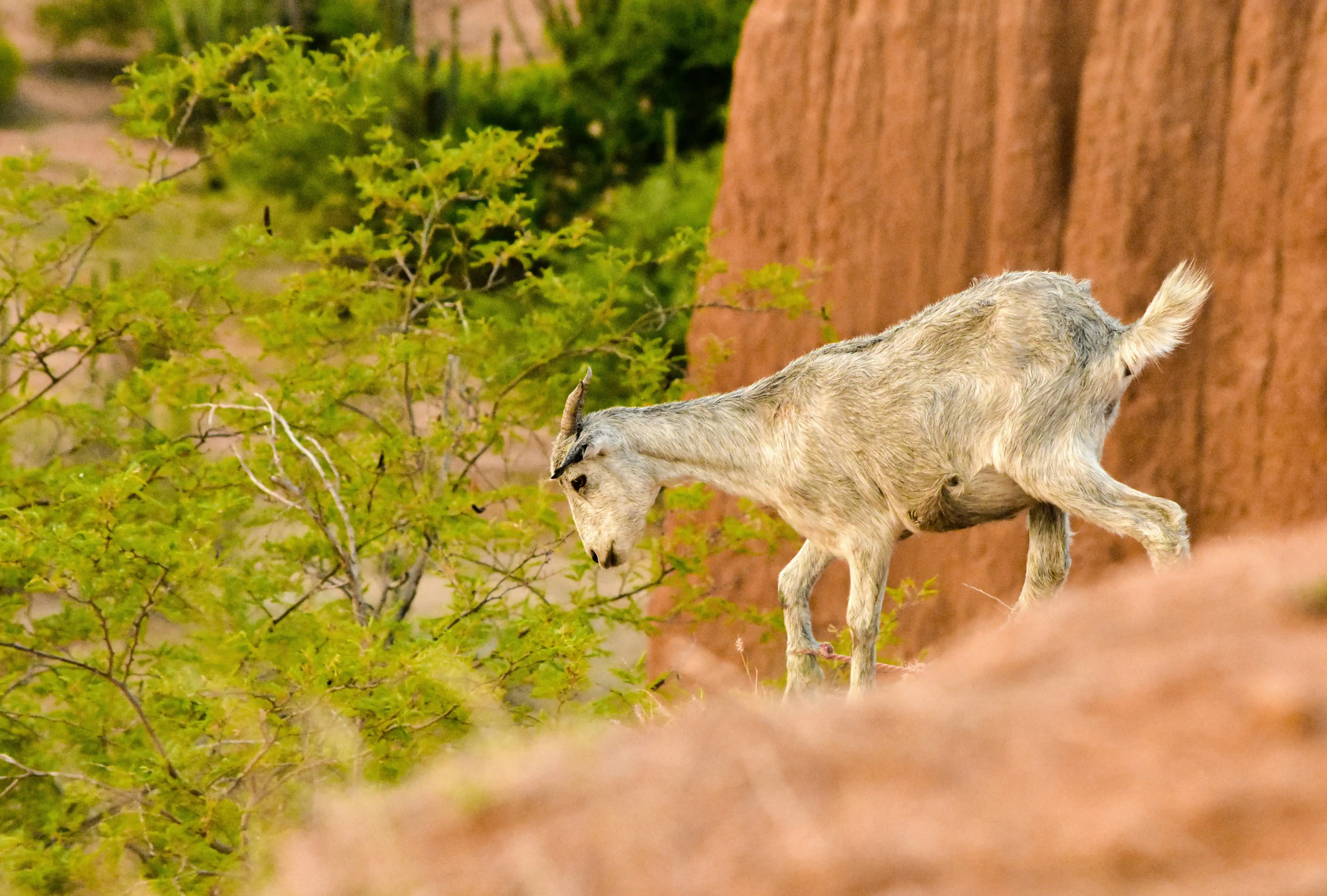 There is a lot of nature in the Tatacoa Desert