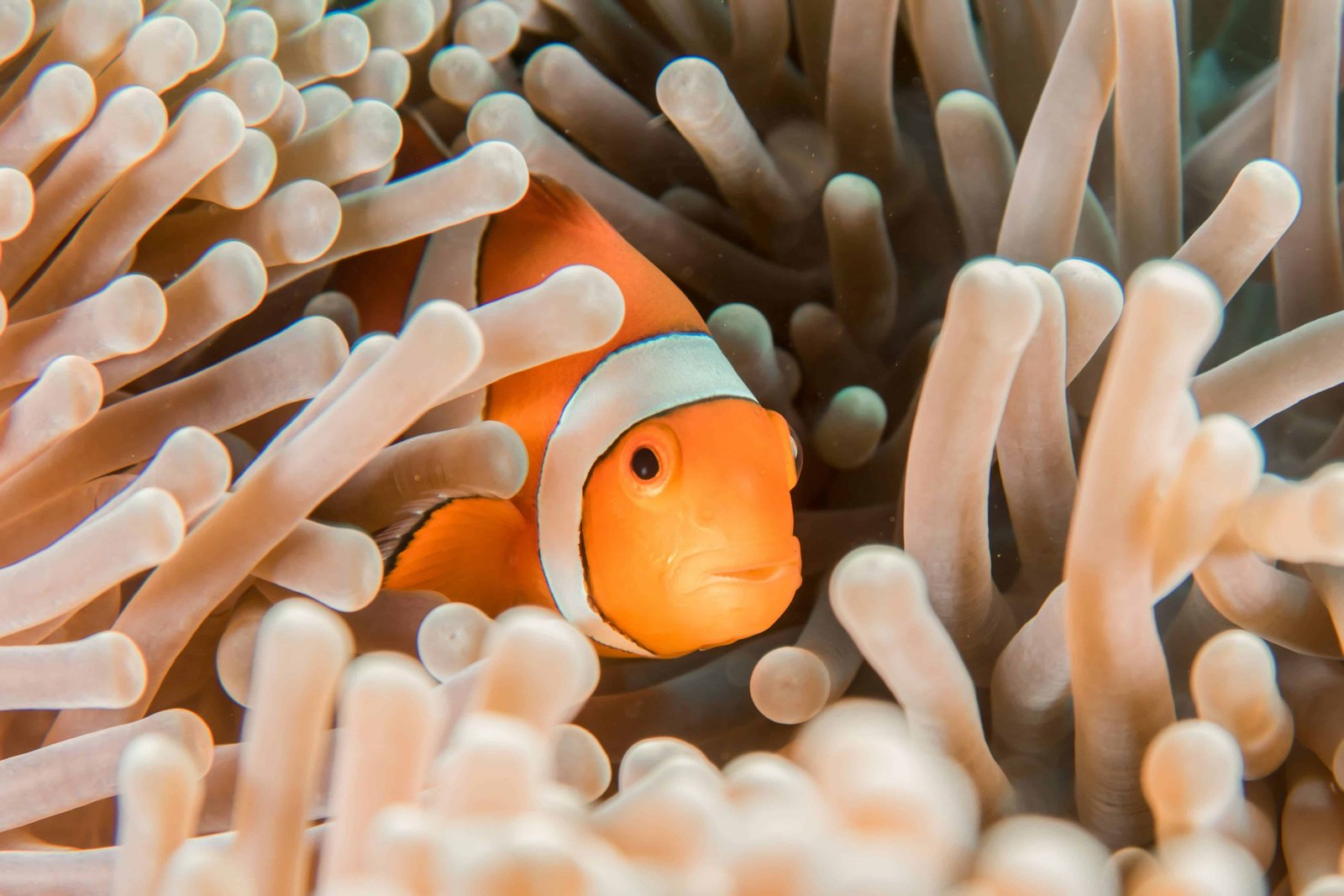 WHY Diving At The USAT Liberty Shipwreck? FULL GUIDE 11 Nemo fish in Indonesia