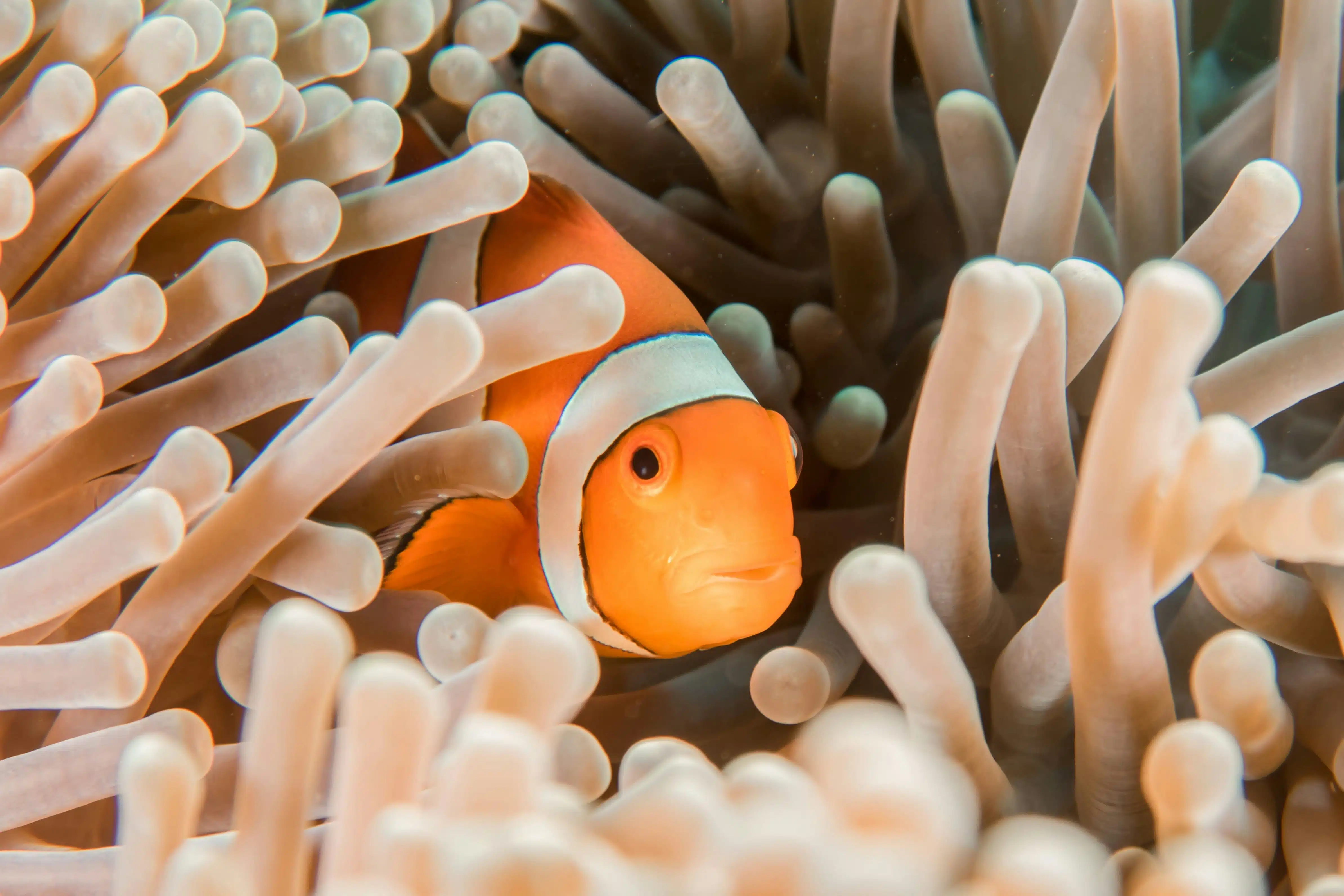 Nemo fish in Indonesia