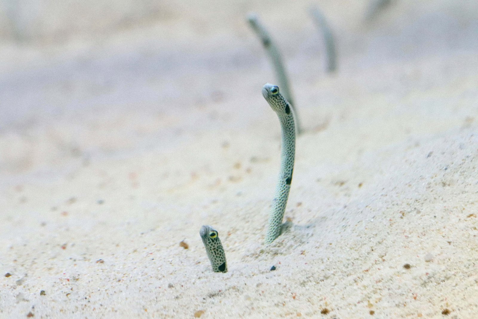 WHY Diving At The USAT Liberty Shipwreck? FULL GUIDE 8 Eel Garden in front of the Liberty Shipwreck