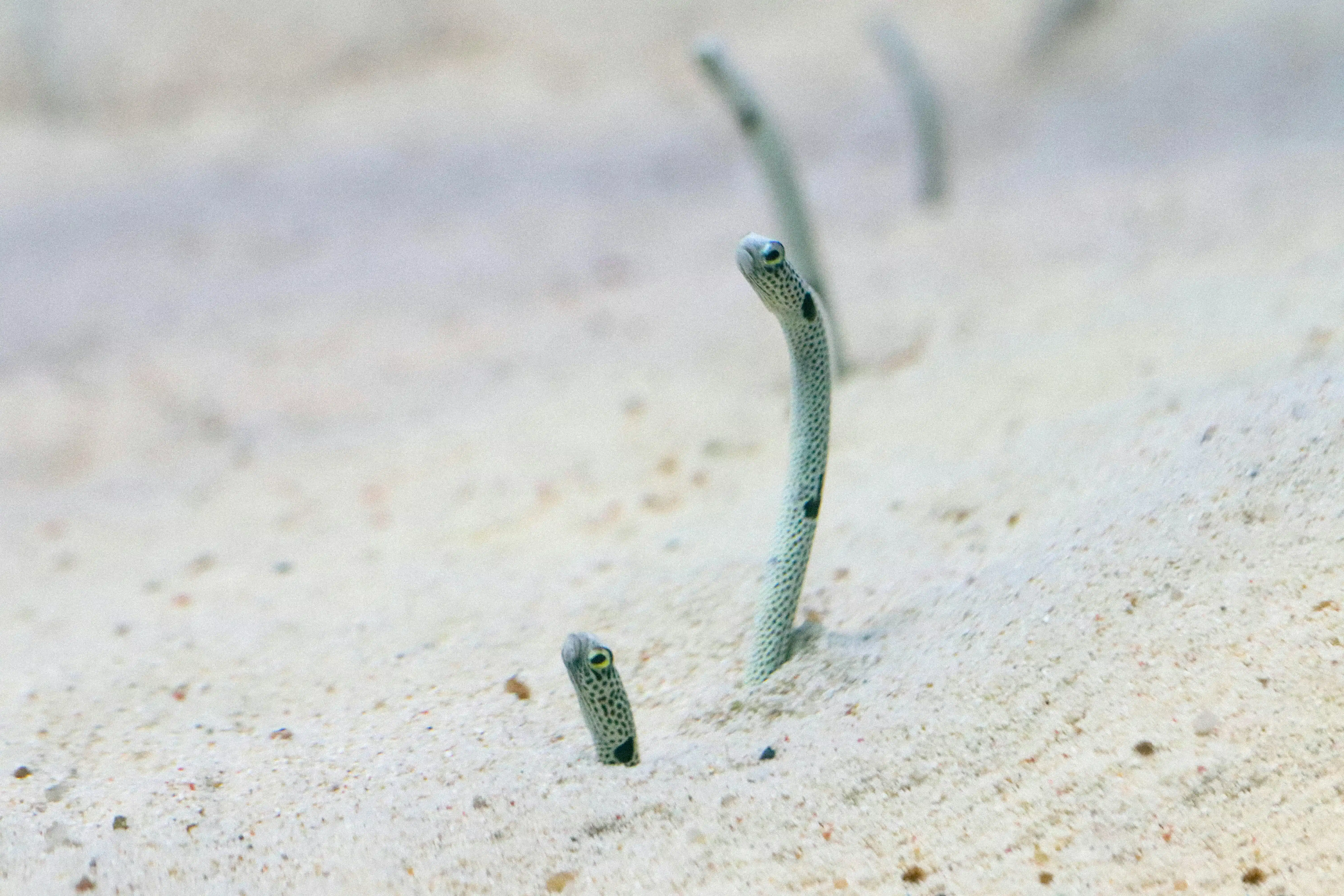 Eel Garden in front of the Liberty Shipwreck