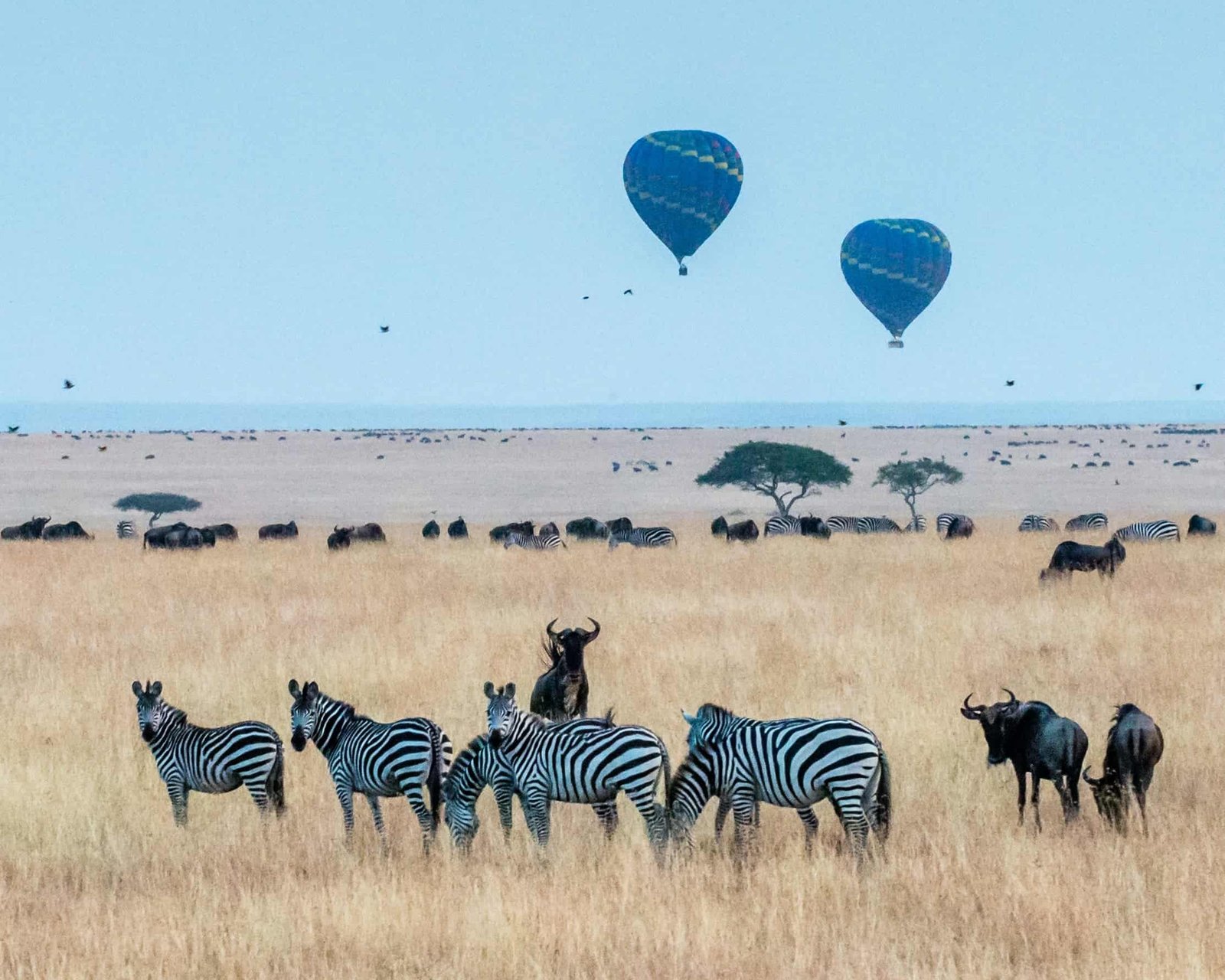 What is the Cost of a Safari in Kenya for 2026? 38 Hot air balloon safari over the Serengeti
