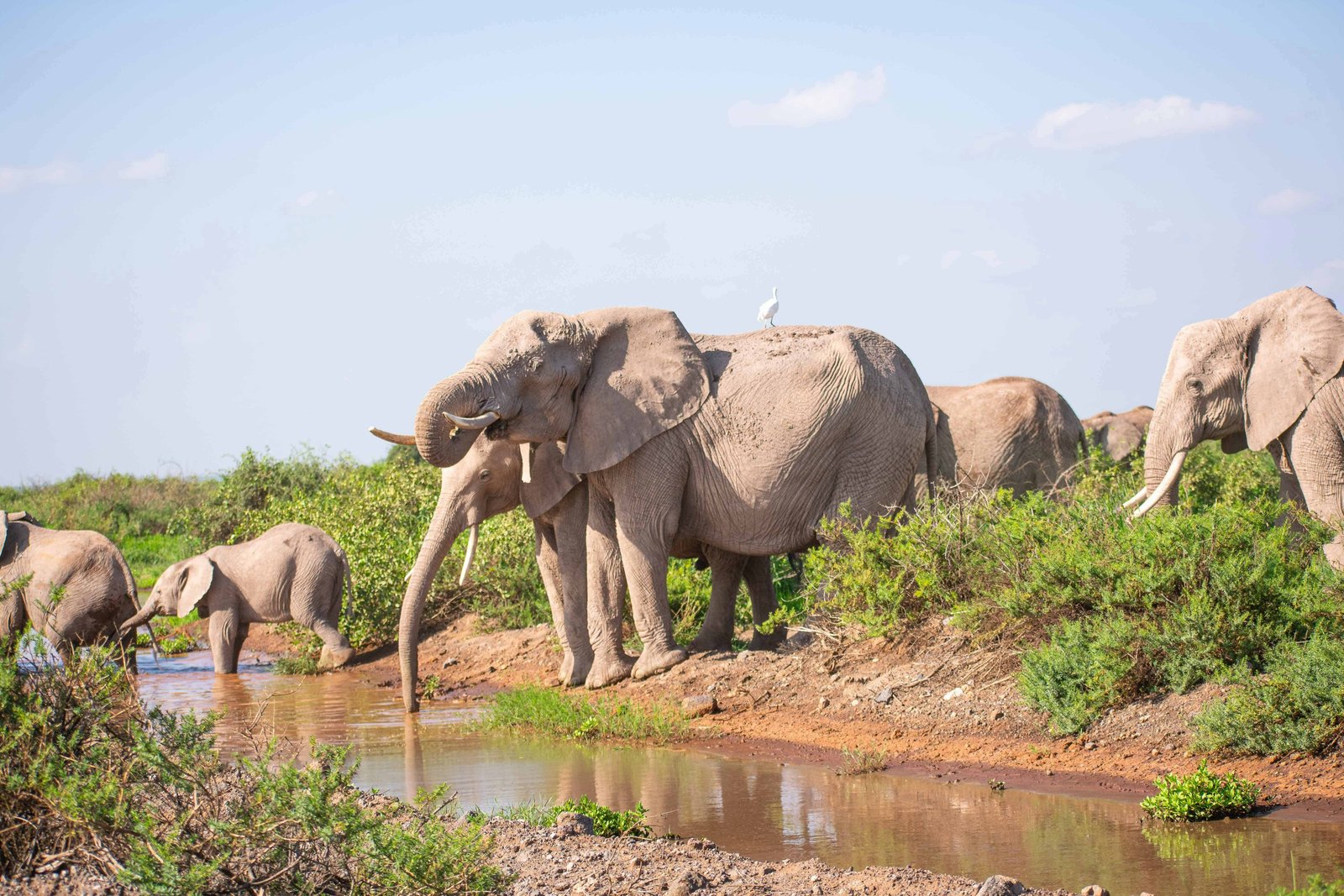 Kenya 10 Day Itinerary: Two Unique Routes for a Kenya Safari 30 Elephants drinking from the river.