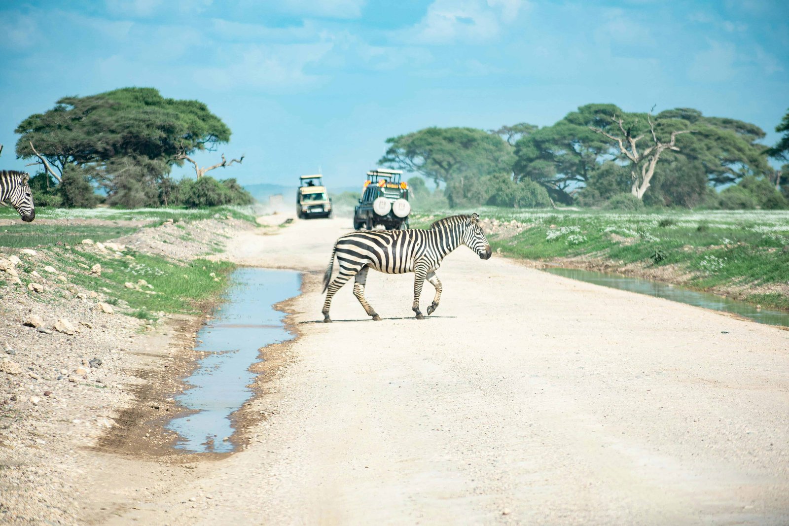 Amboseli National Park travel guide: Everything You Need To Know for 2026! 20 Zebra crossing the street in Amboseli