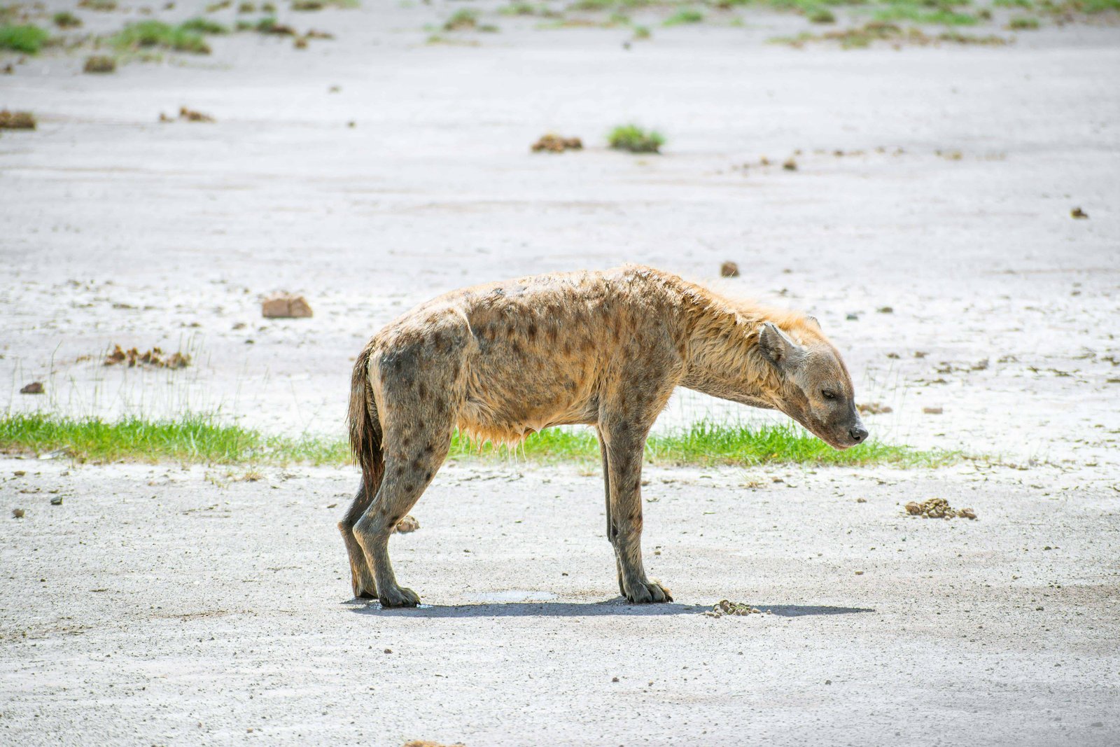 Amboseli National Park travel guide: Everything You Need To Know for 2026! 29 Hyena in the park!