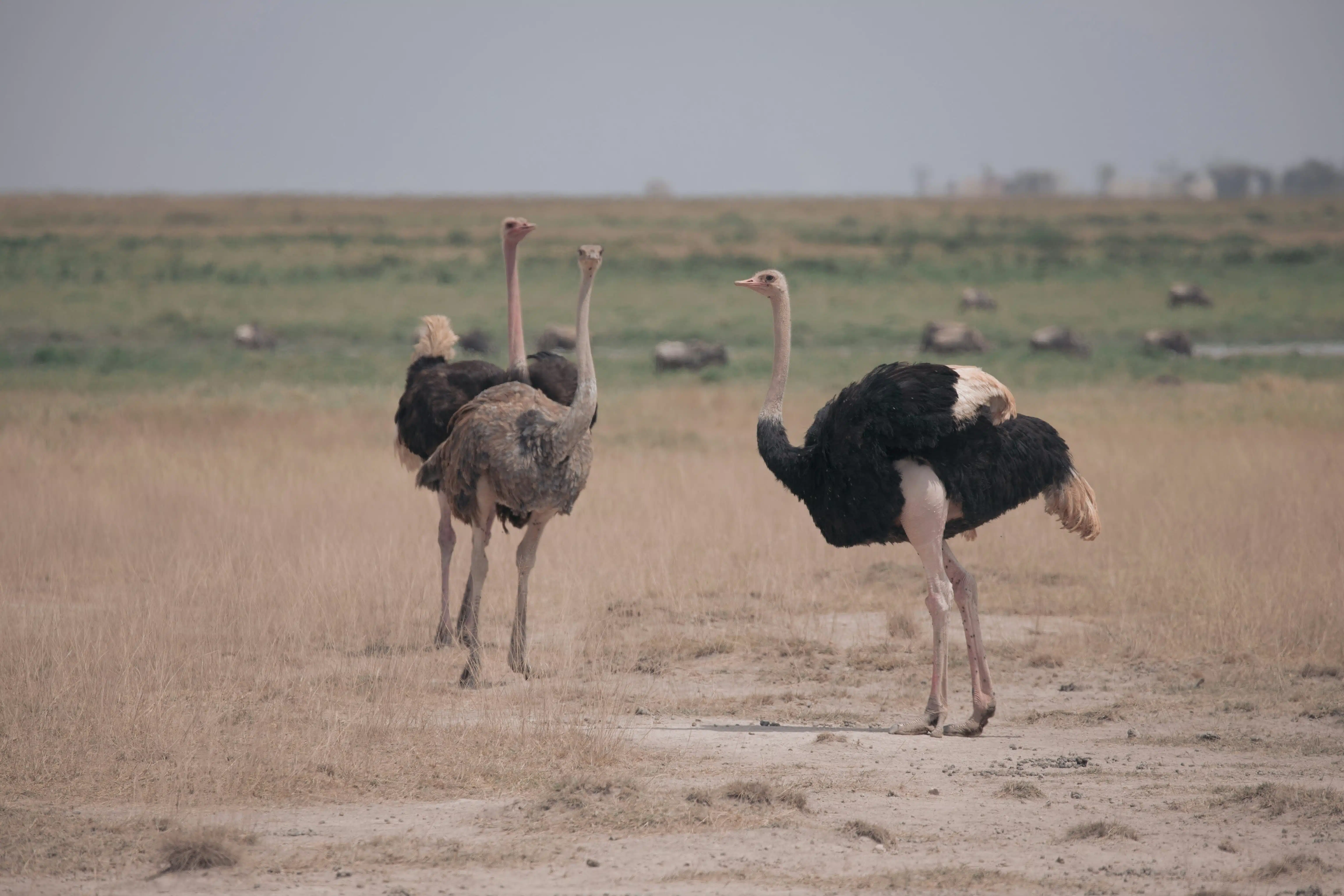 Ostriches in Amboseli Park!
