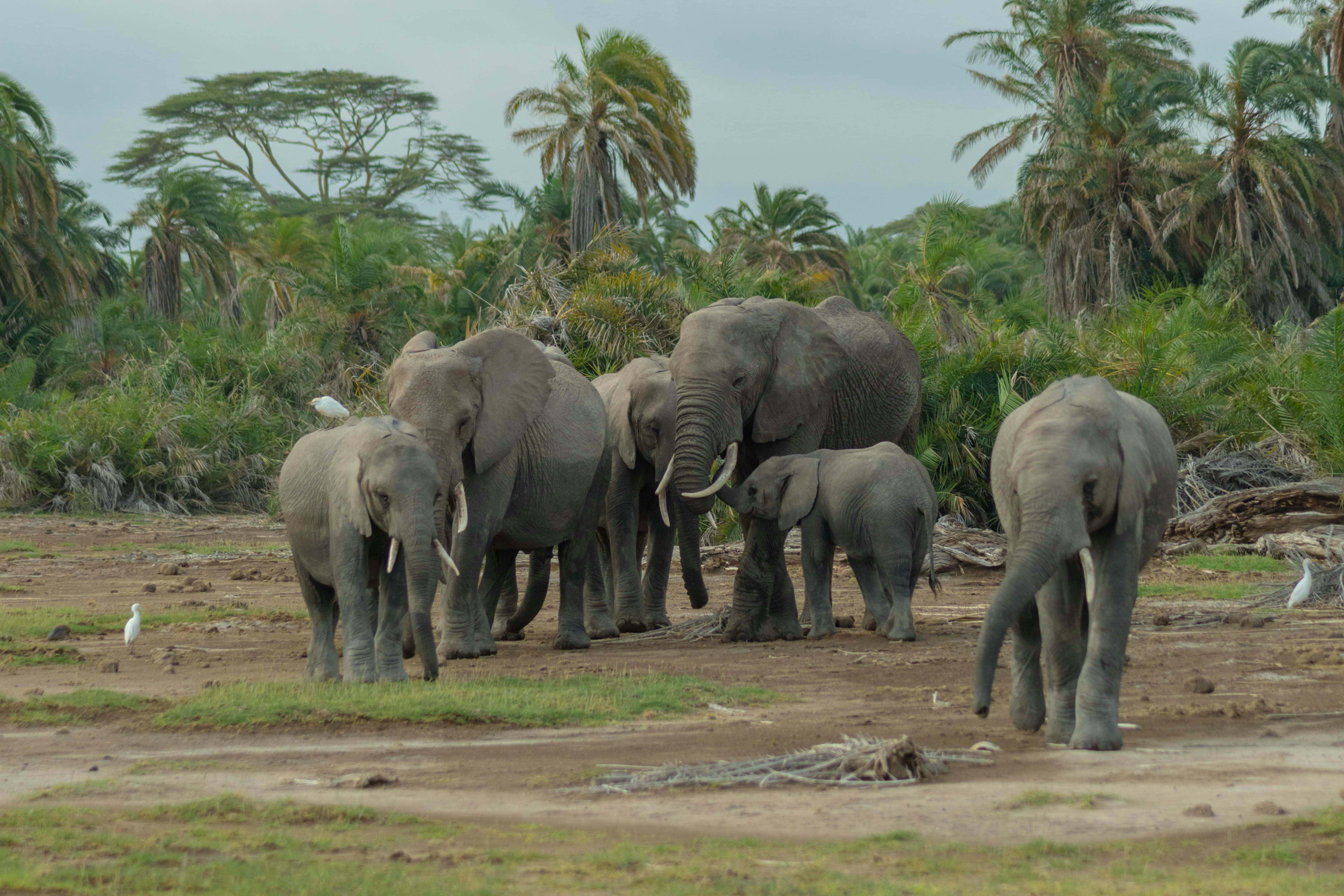 Amboseli National Park travel guide: Everything You Need To Know for 2026! 25 African Elephant