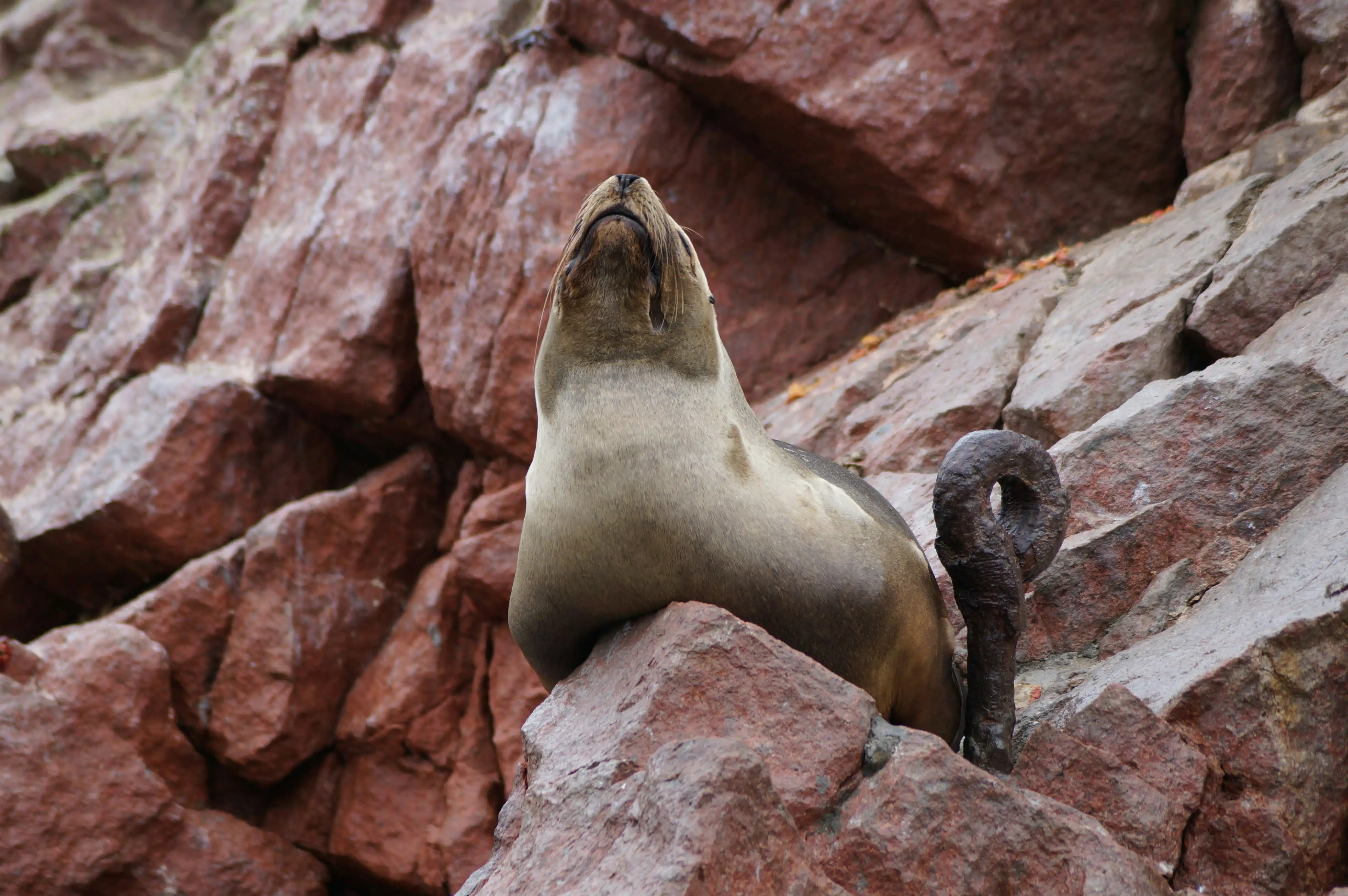Seal at Ballestas island
