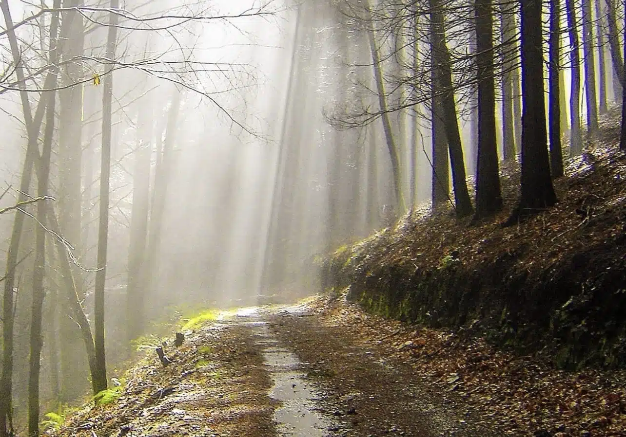 Dense forest in lousa