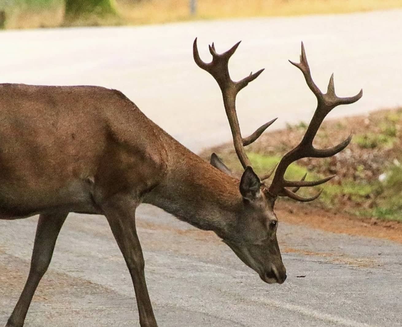 Lousã: A Guide to the Schist Villages and Trails in 2026 15 Deer in the park