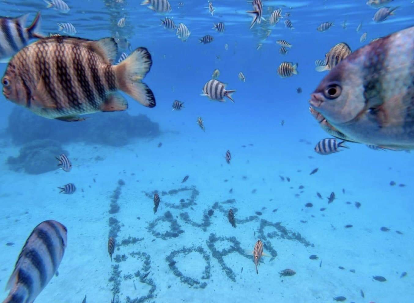 Bora Bora Snorkeling: All You Need to Know + FAQ (2026 Update)! 17 Bora Bora snorkeling