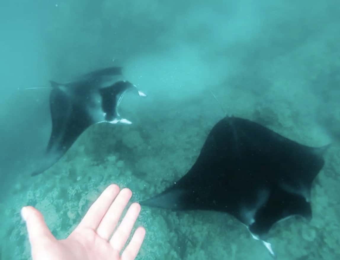 Bora Bora Snorkeling: All You Need to Know + FAQ (2026 Update)! 19 Manta rays in Bora Bora