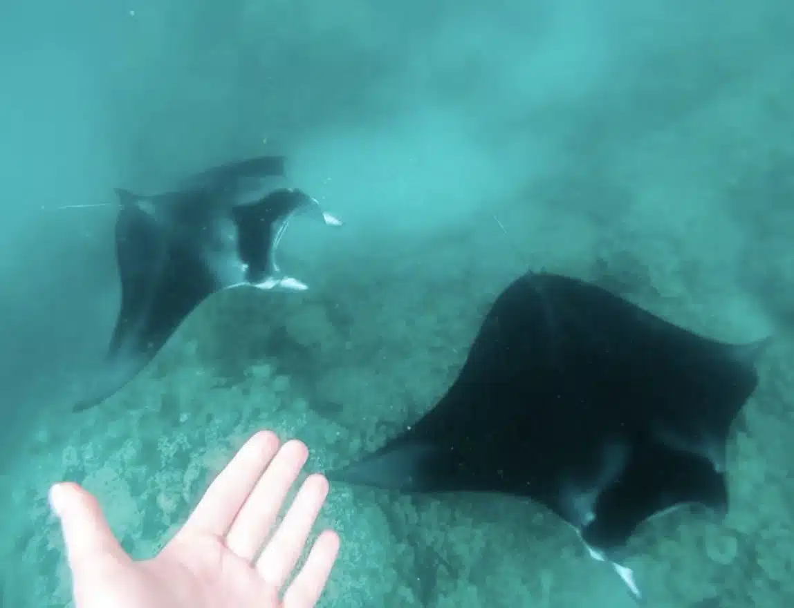 Manta rays in Bora Bora