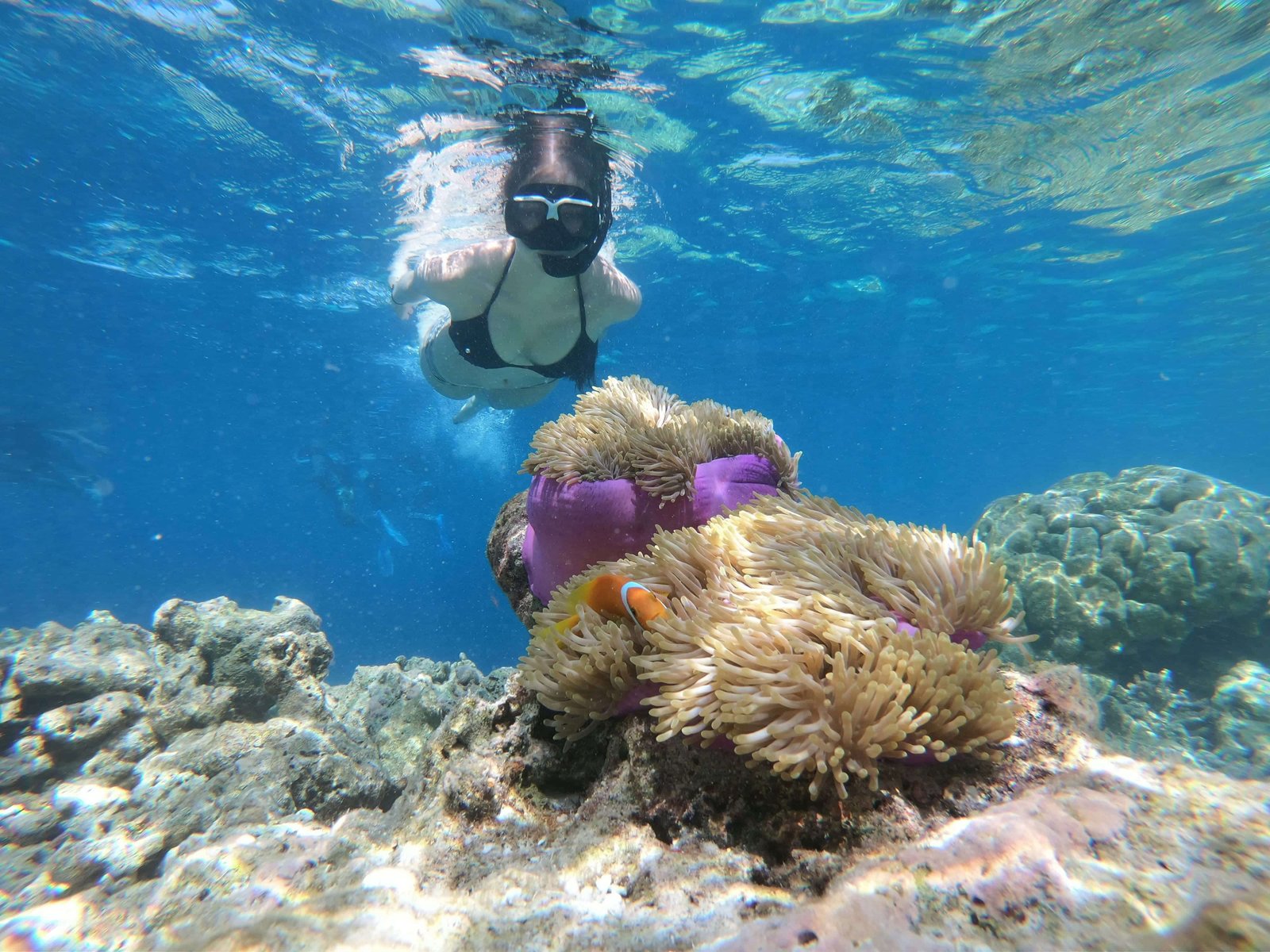 Bora Bora Snorkeling: All You Need to Know + FAQ (2026 Update)! 6 Coral Garden