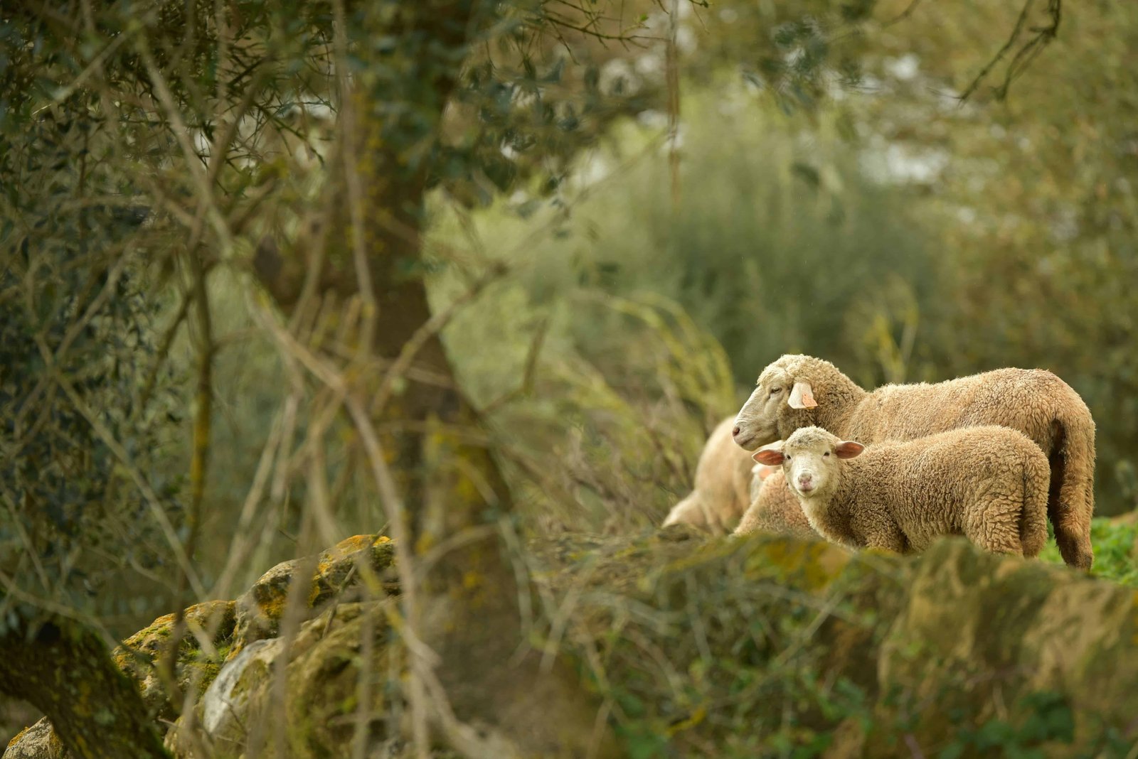 Lousã: A Guide to the Schist Villages and Trails in 2026 10 Sheep in Lousa