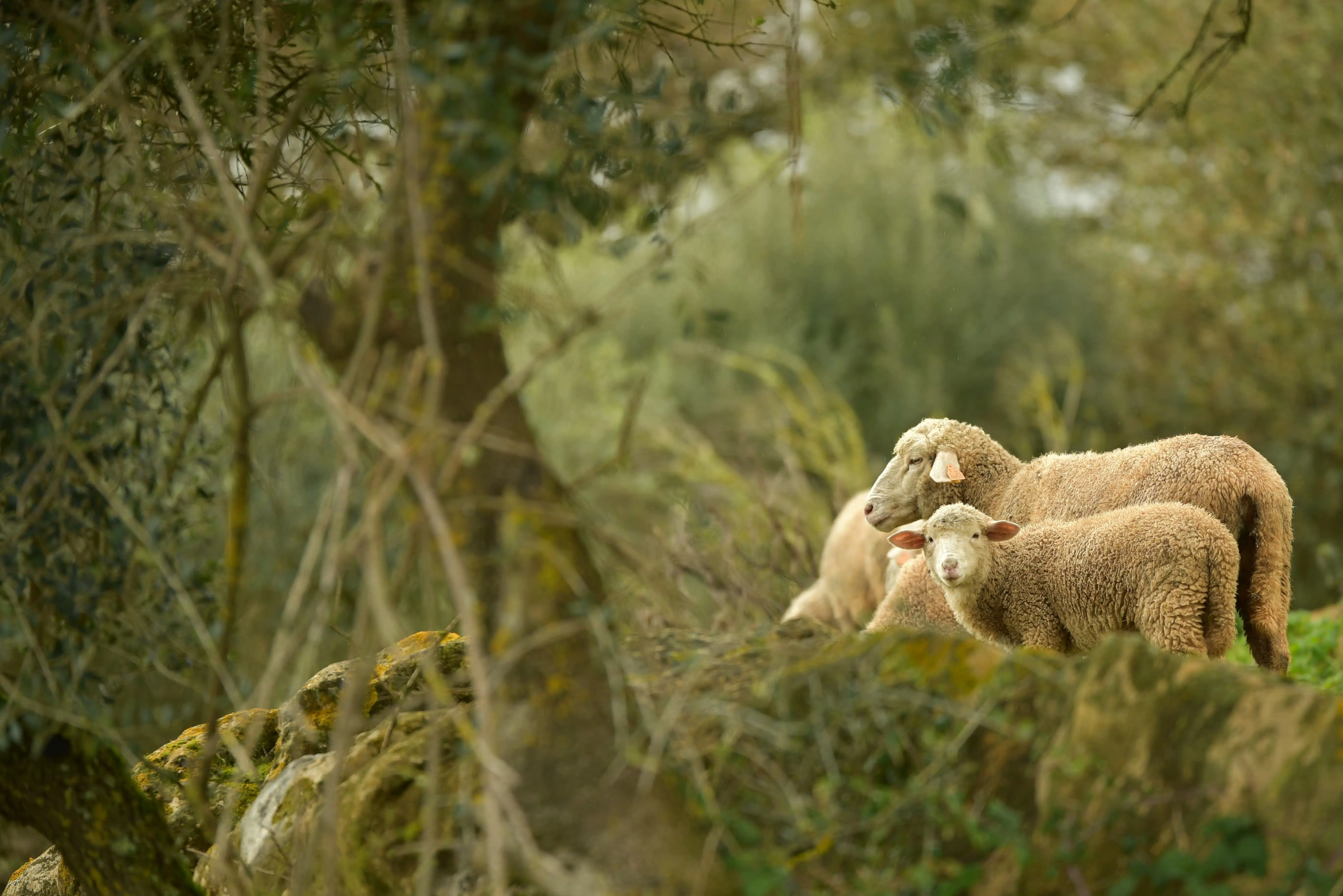 Sheep in Lousa