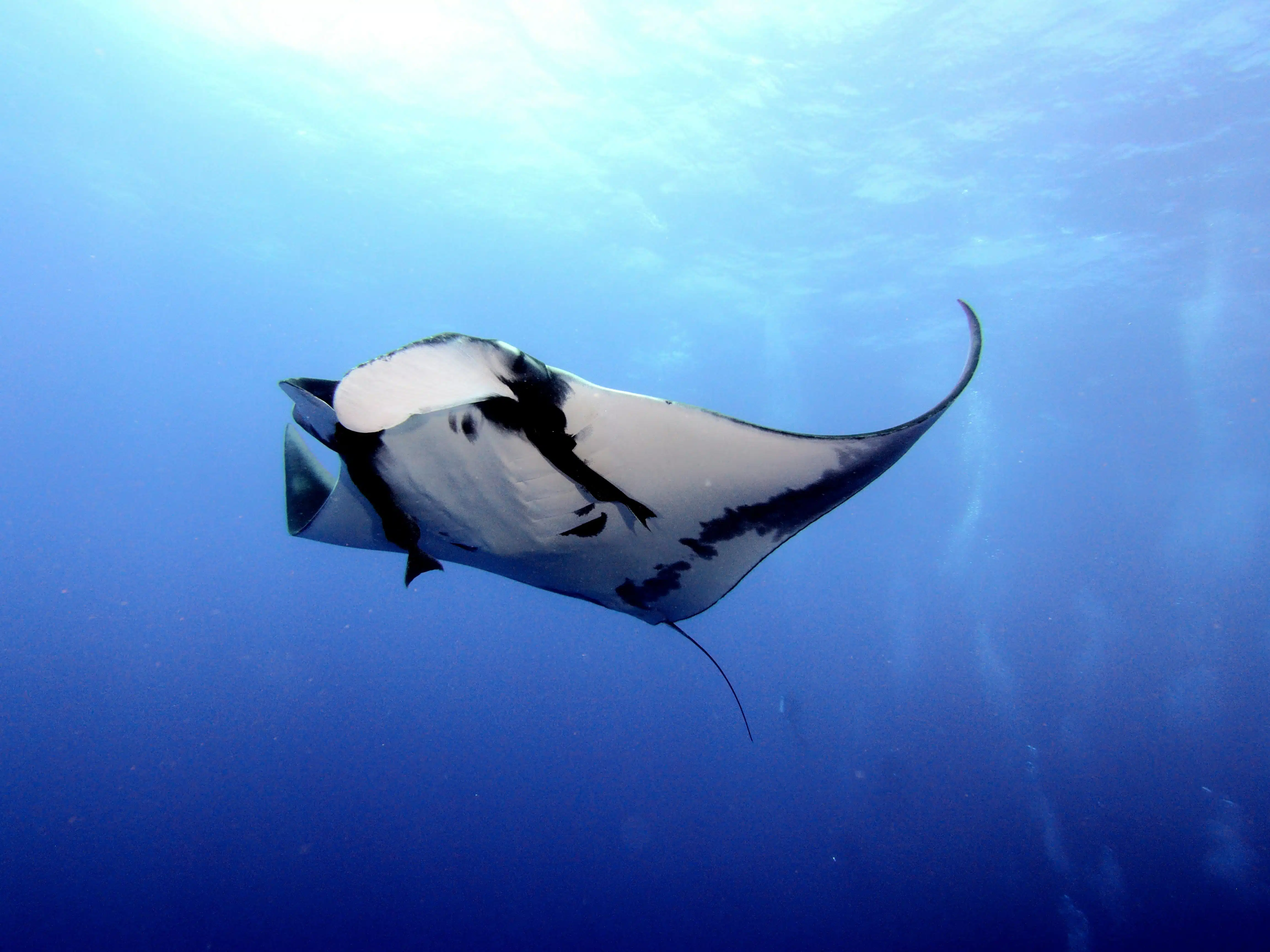 Manta rays in Bora Bora
