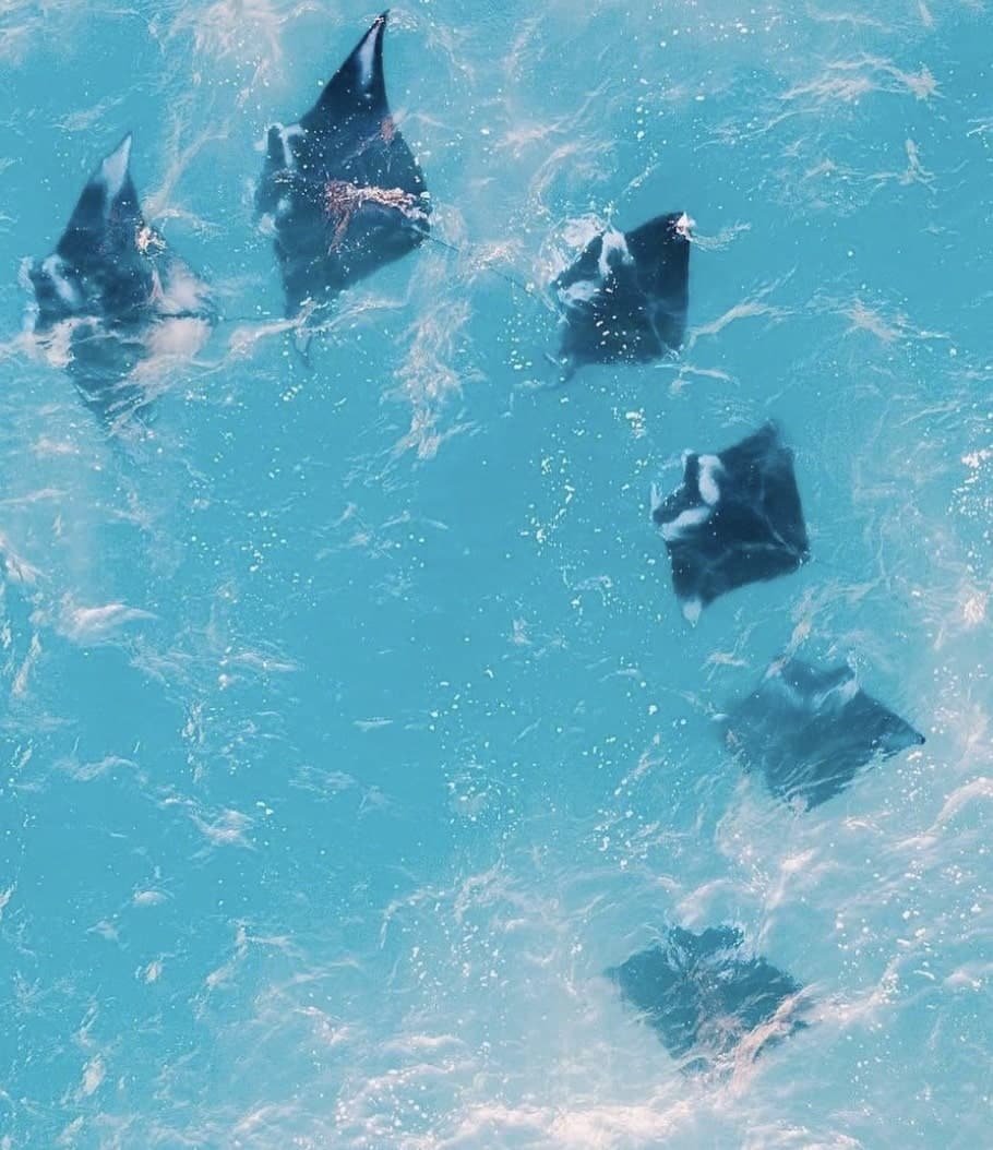 Ua Pou Marquesas Islands: A Full Guide For First-Timers 9 a group of stingrays swimming in blue water