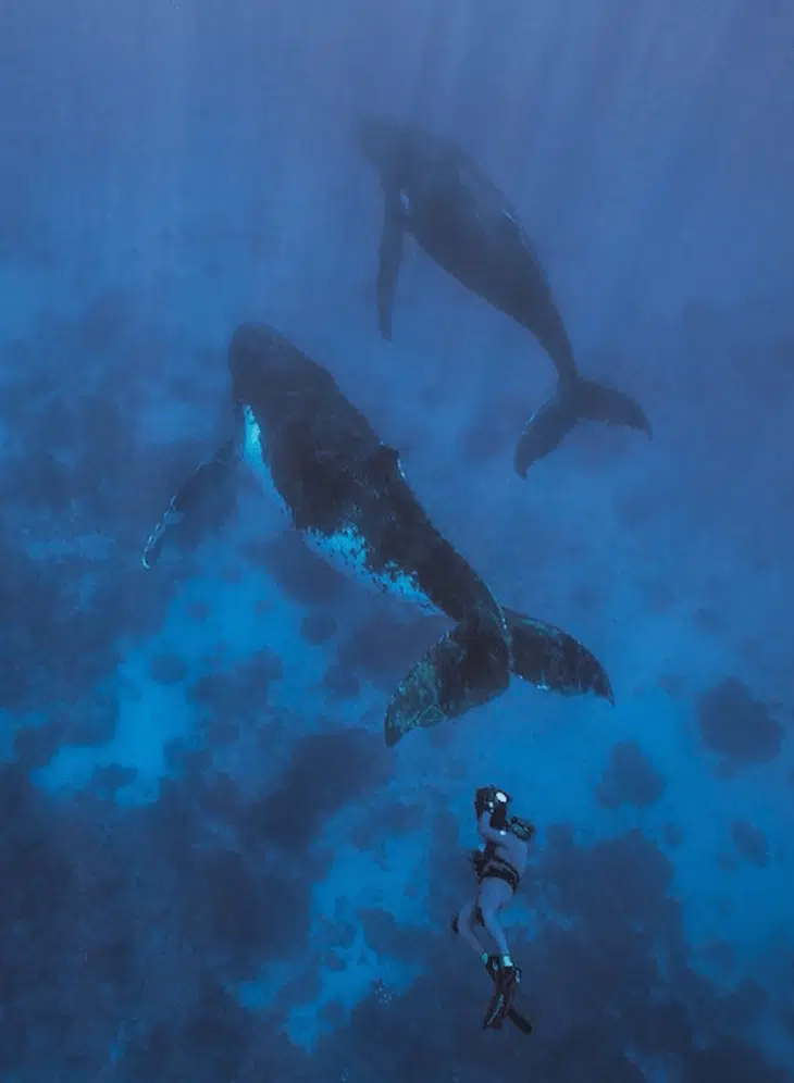Whales in Rurutu French Polynesia