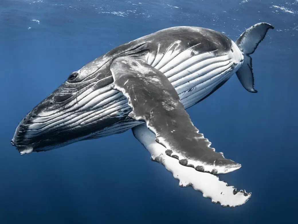 Humpback whale