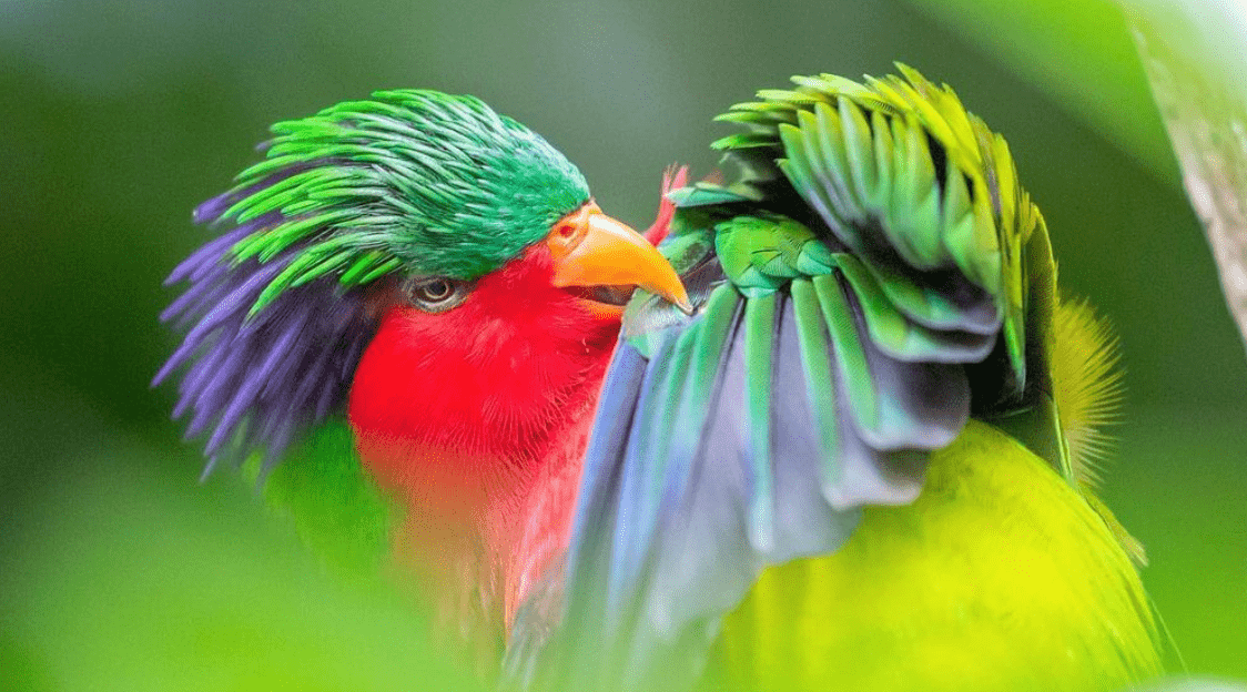 Rimatara: What to expect of this French Polynesian island? 7 Red parakeet in Rimatara.