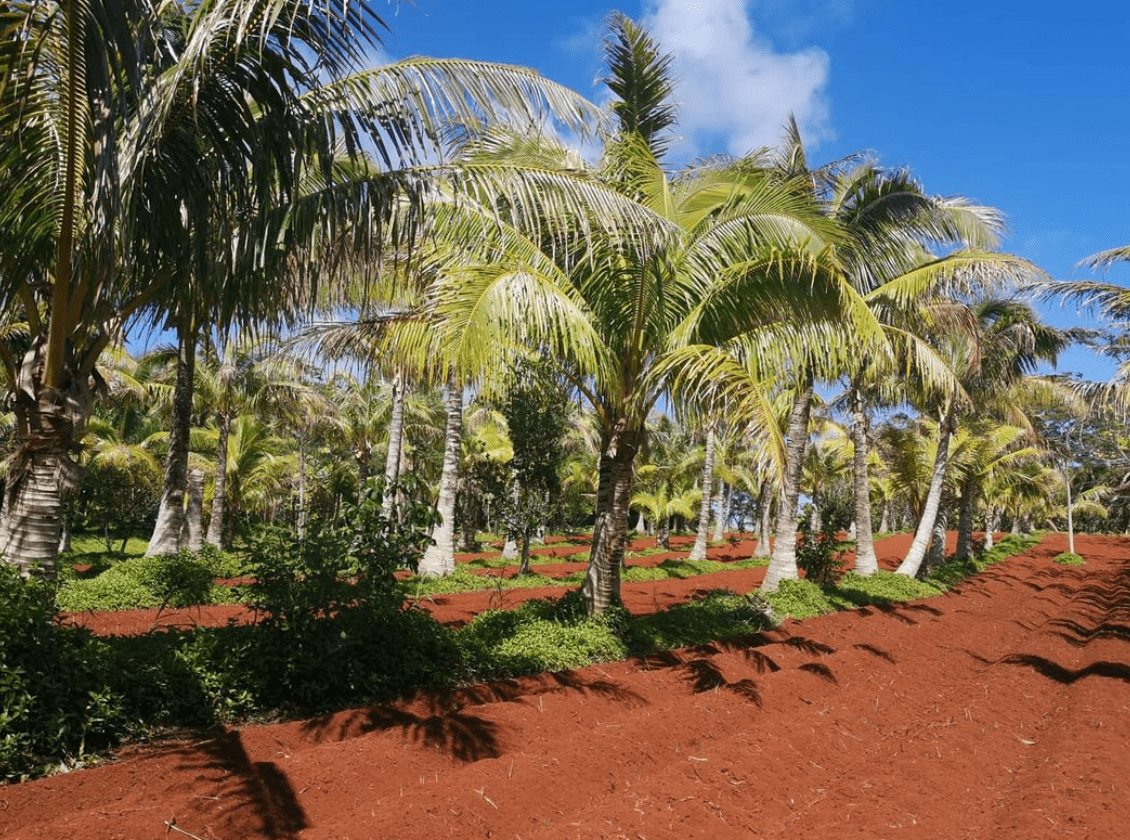 Rimatara: What to expect of this French Polynesian island? 3 Agriculture in Rimatara.