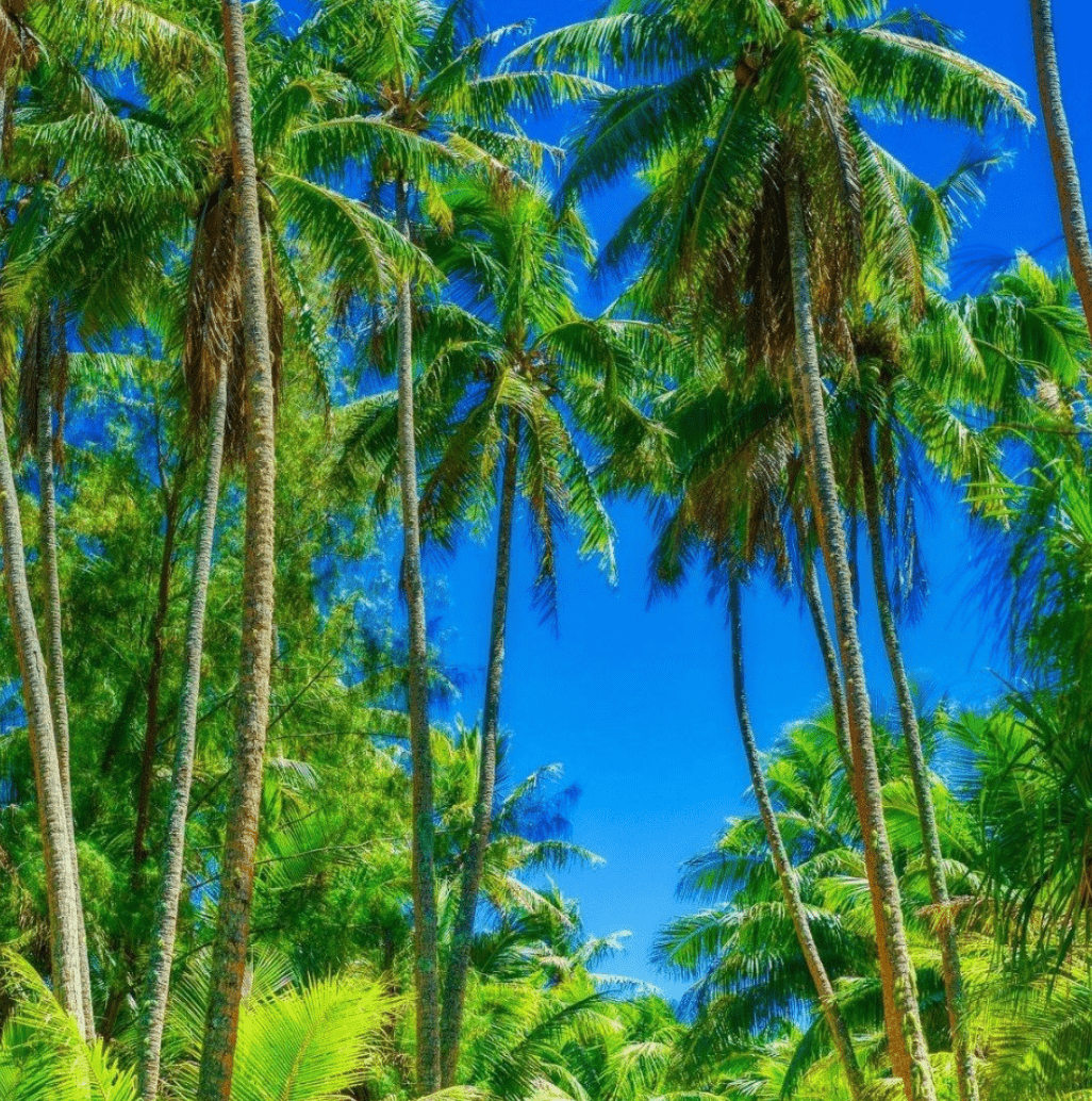 Rimatara: What to expect of this French Polynesian island? 5 Palm trees in Rimatara.