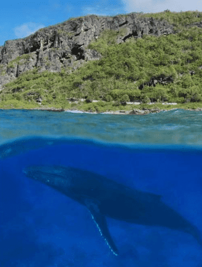 Tubuai Island: 2026 Travel Guide 11 You can spot whales at the Tubuai island.